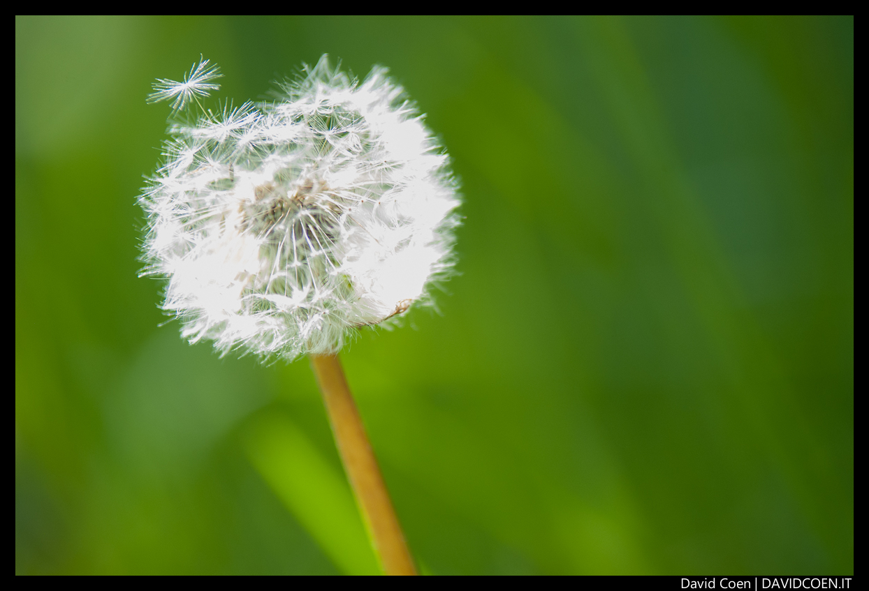 Allergia, abbandonami!