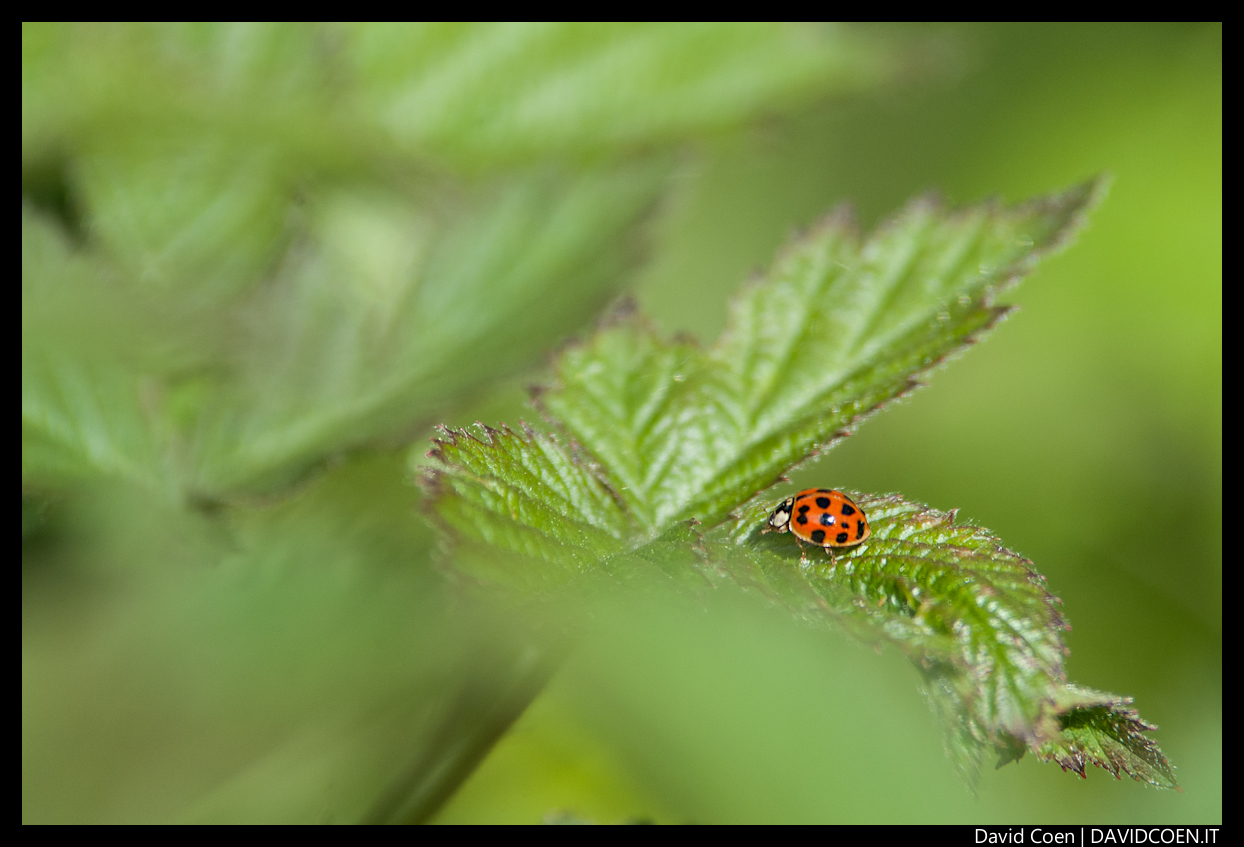 Coccinella sola