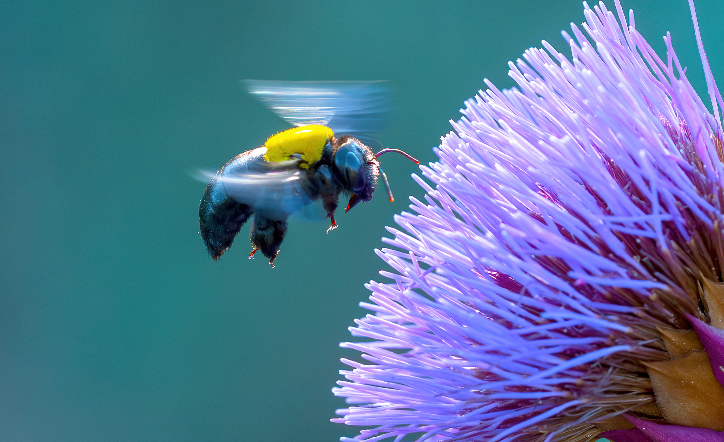 La bellezza della natura