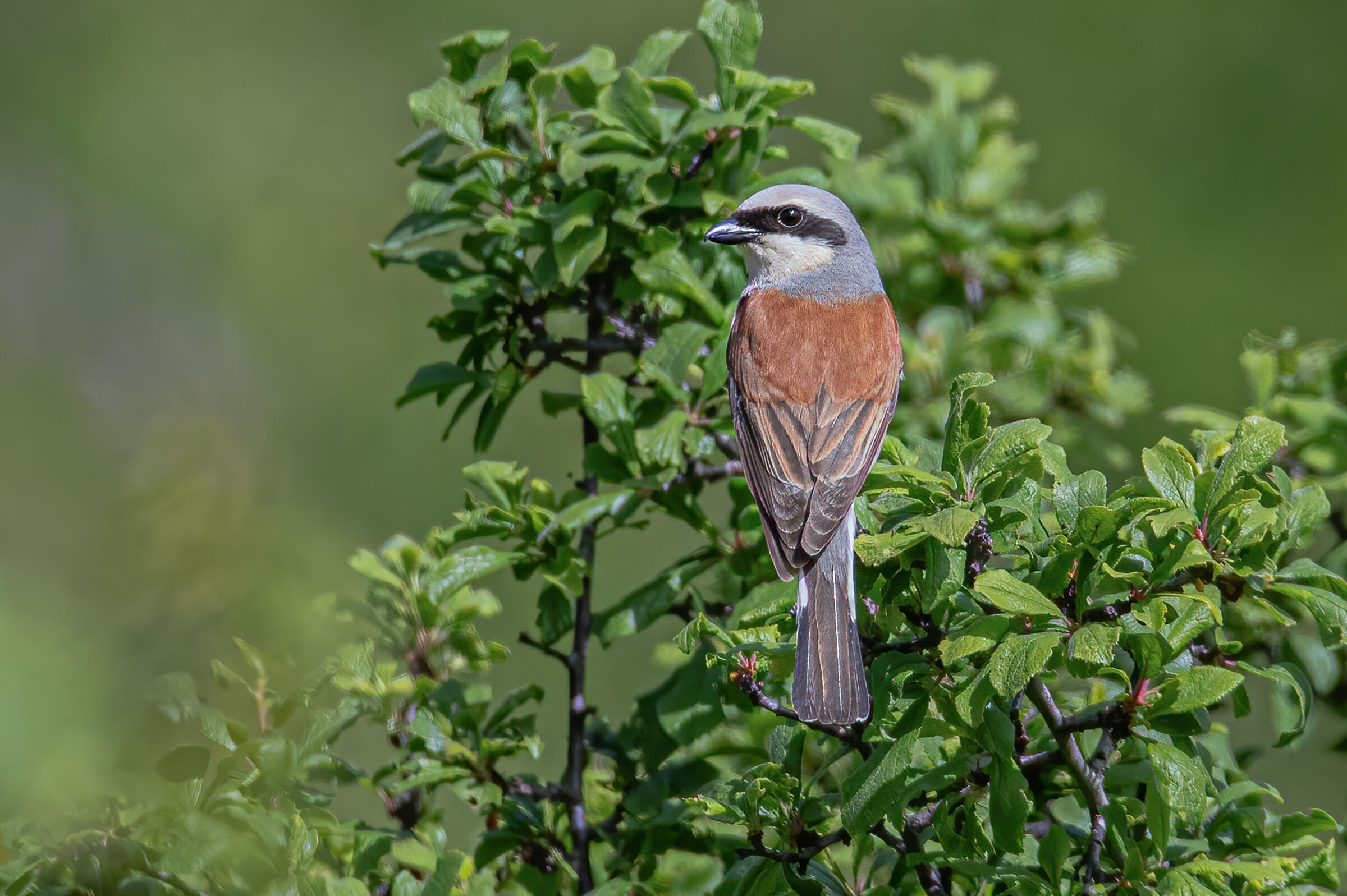 Averla piccola(Lanius  collurio)