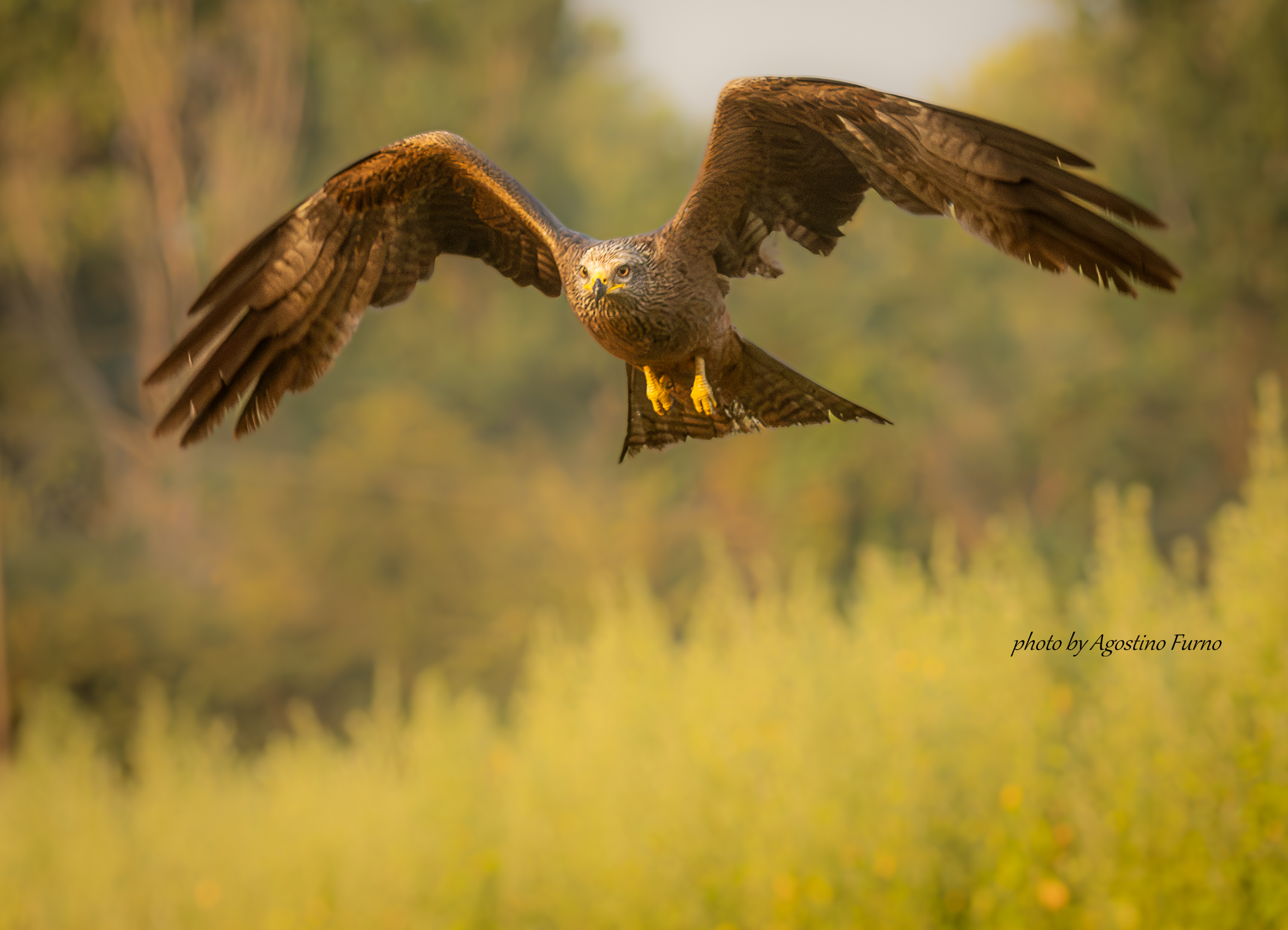 Red kite