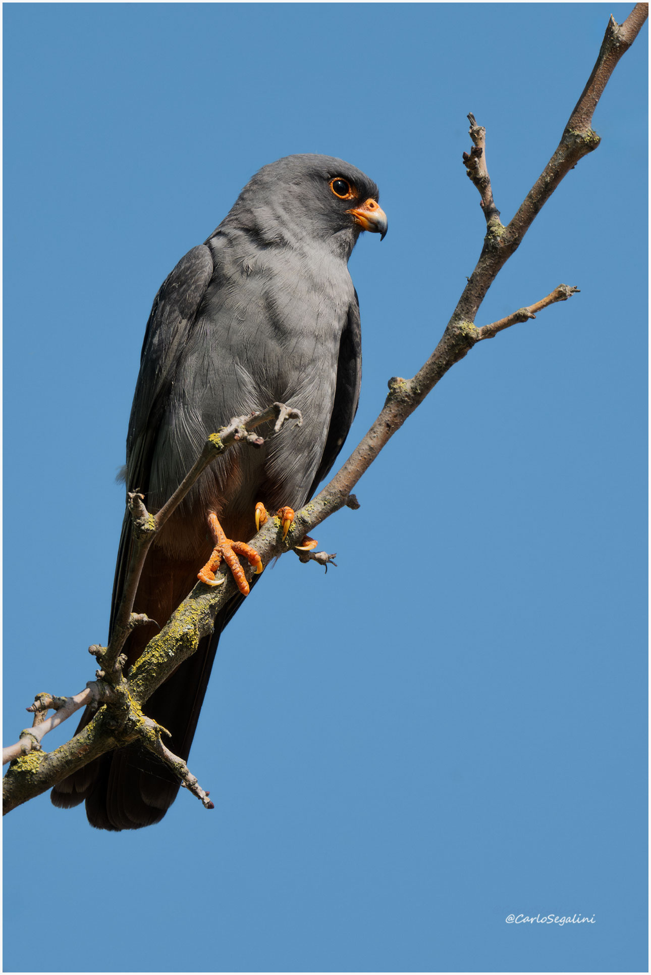 Cuckoo hawk