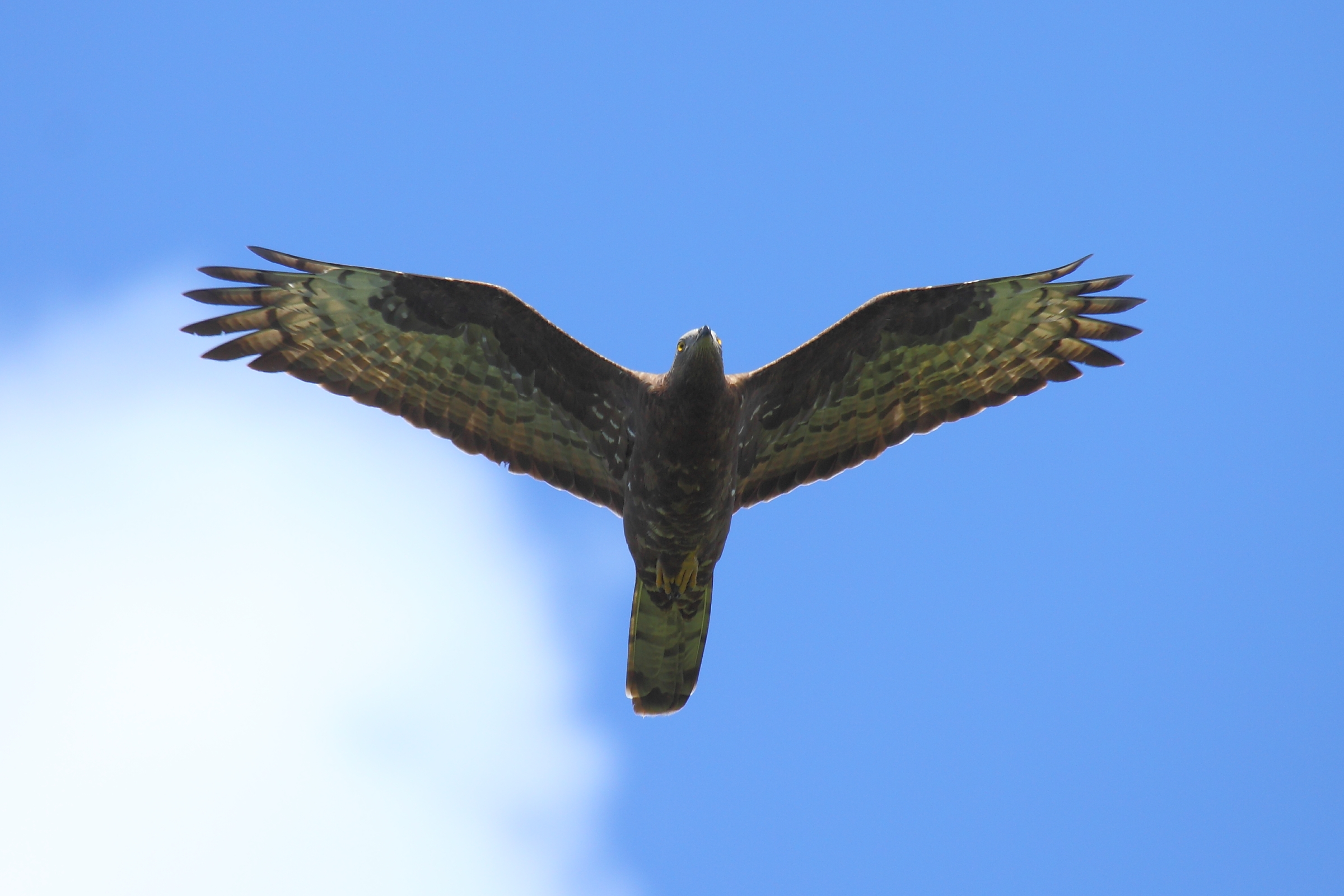 Buzzard