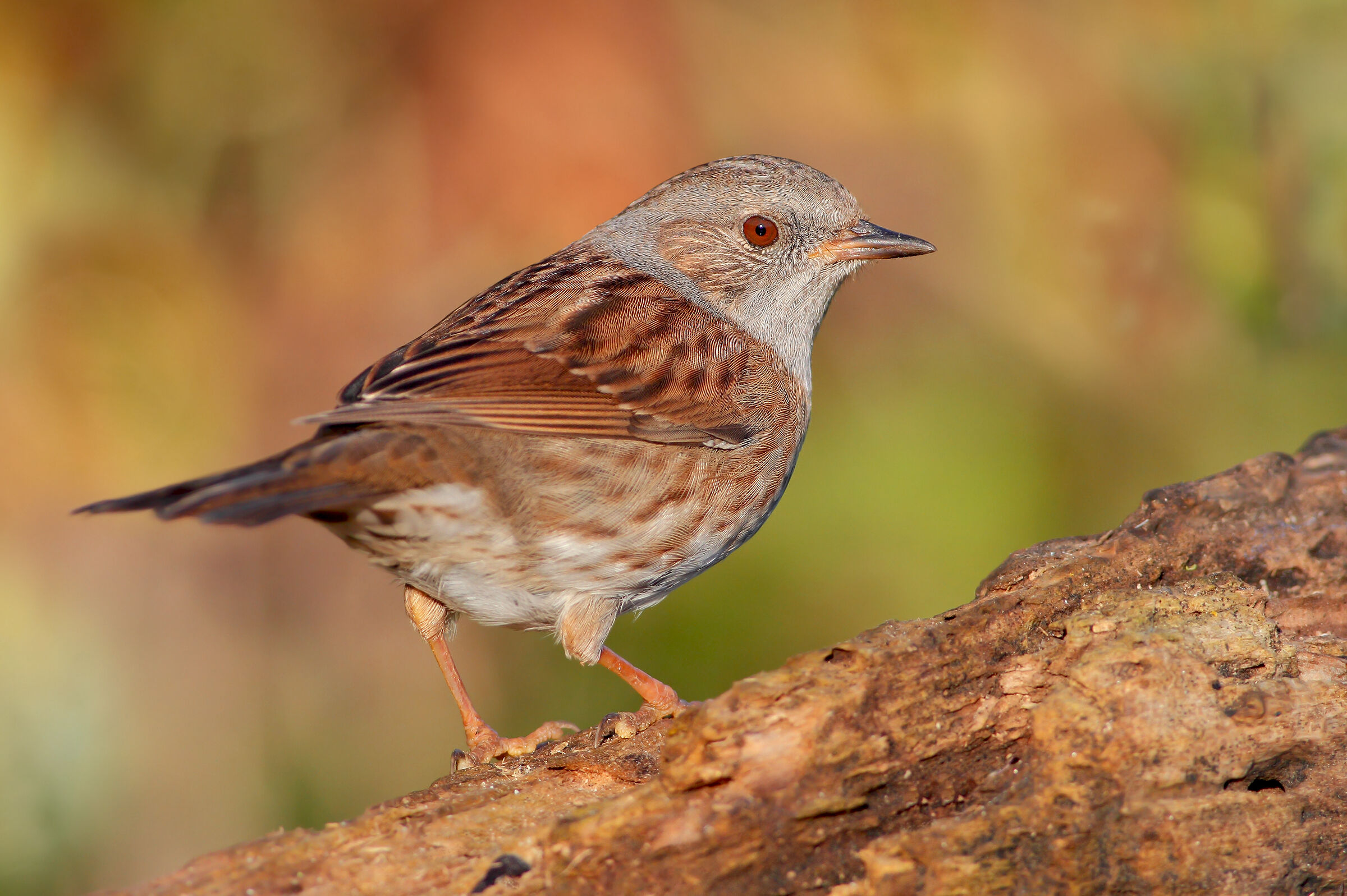 Passera scopaiola
