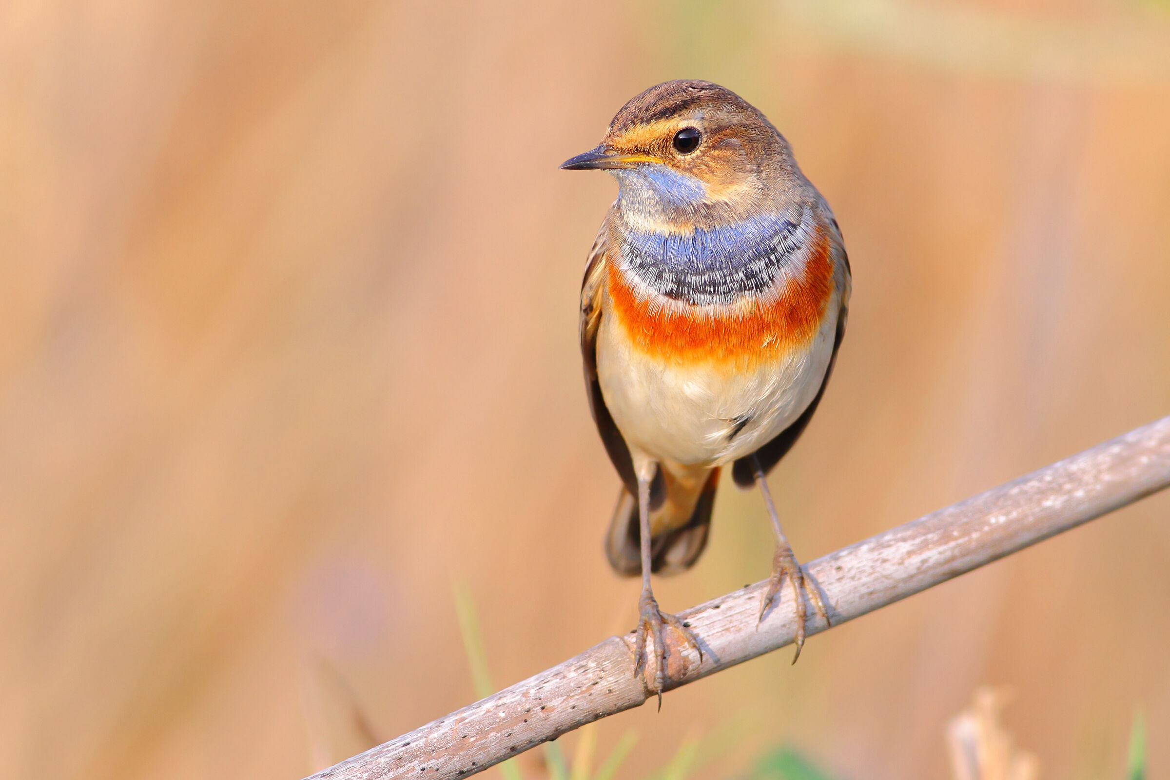 Bluethroat