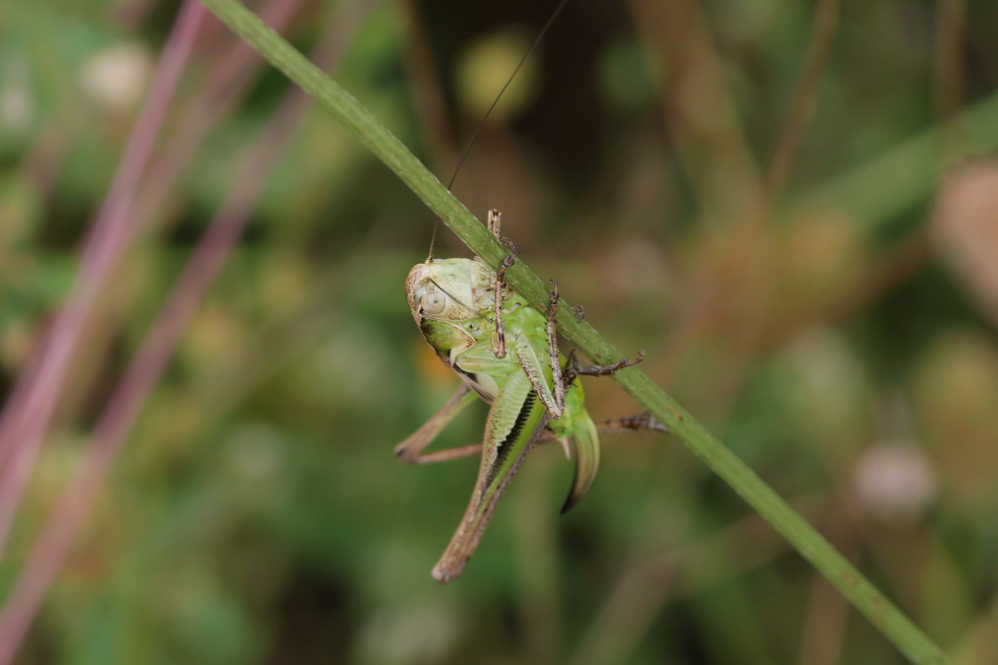 Nymph of Sepiana sepium (maybe)