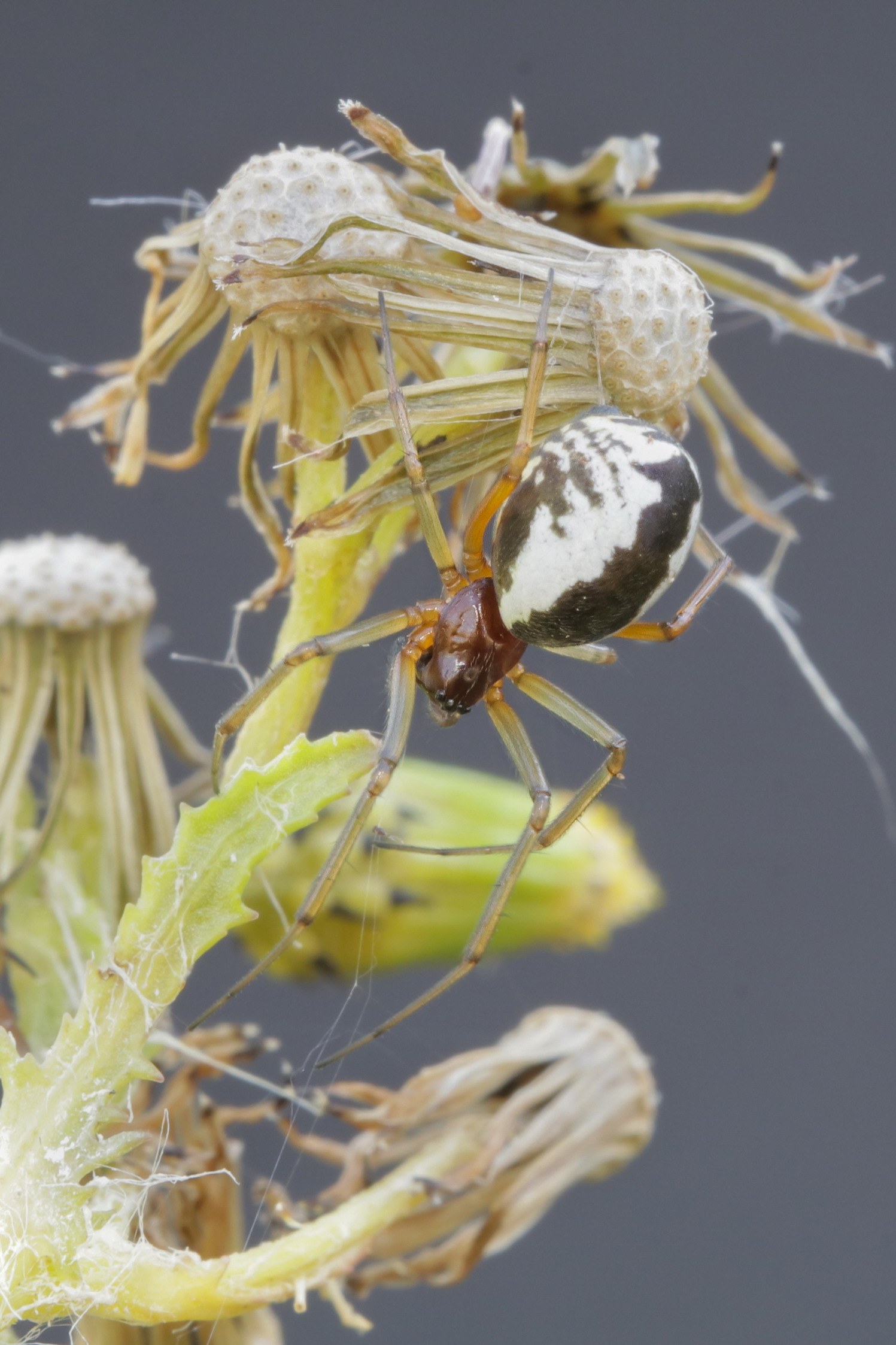 Frontinellina frutetorum