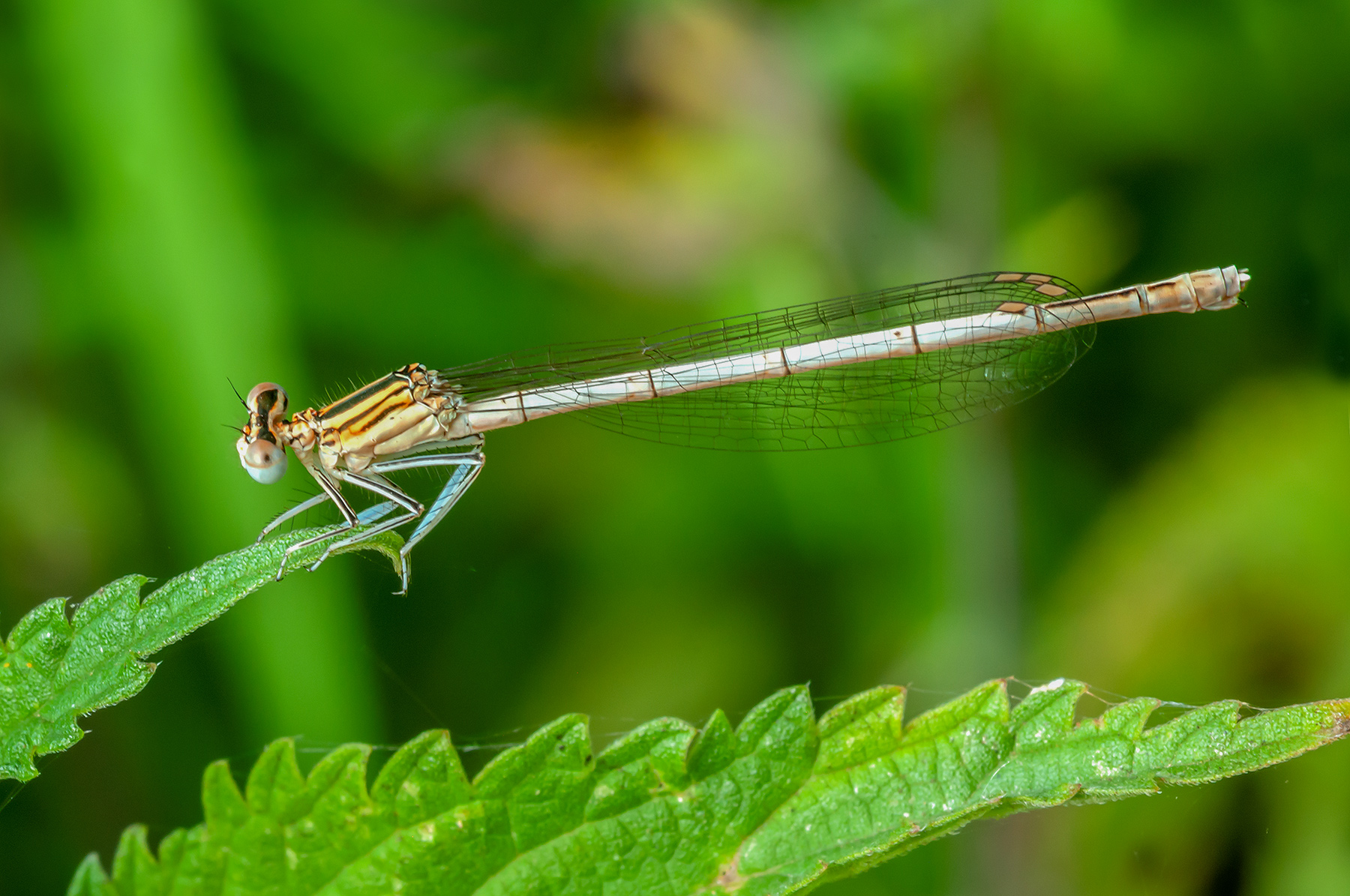 libellula