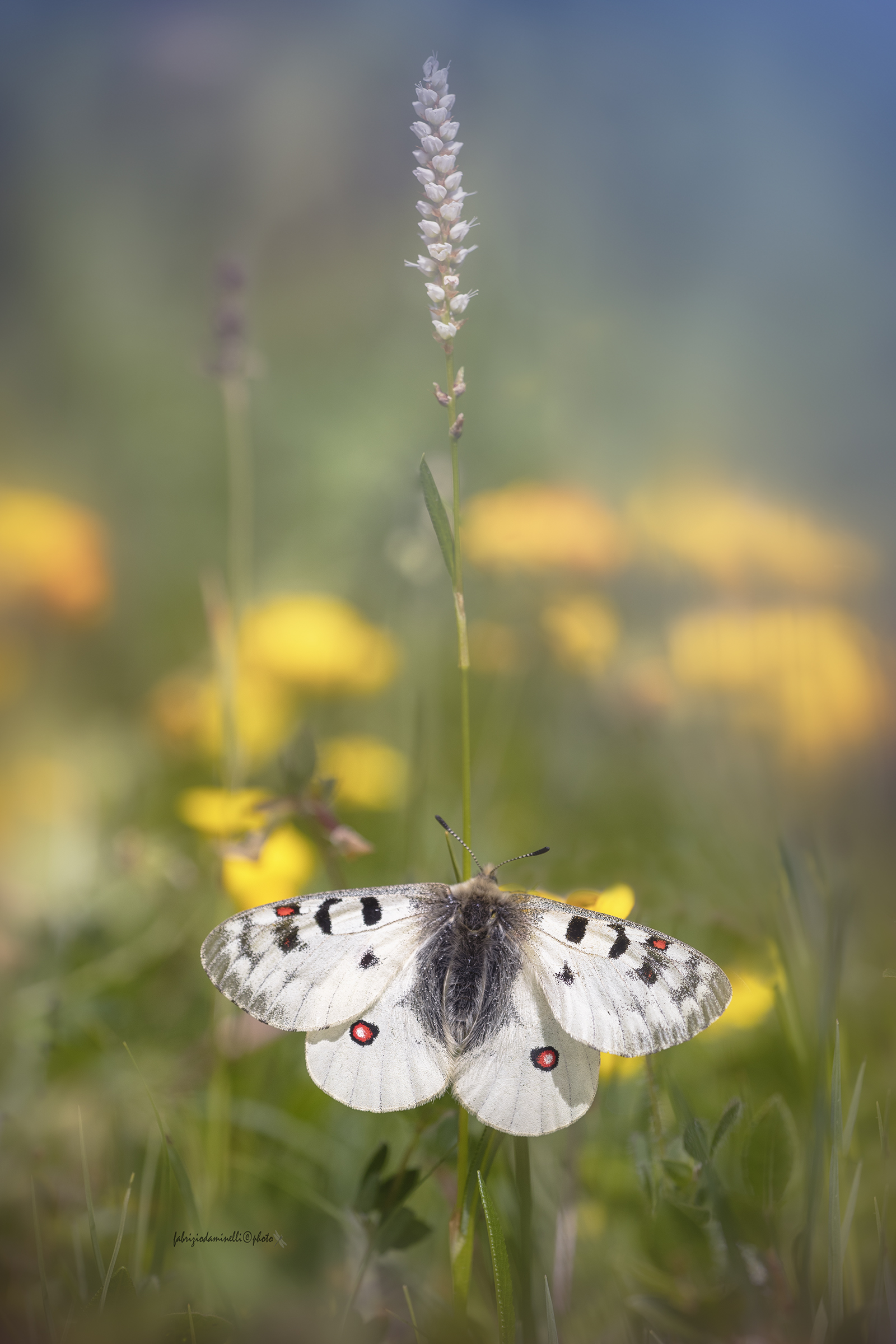 Parnassius phoebus - Small Apollo