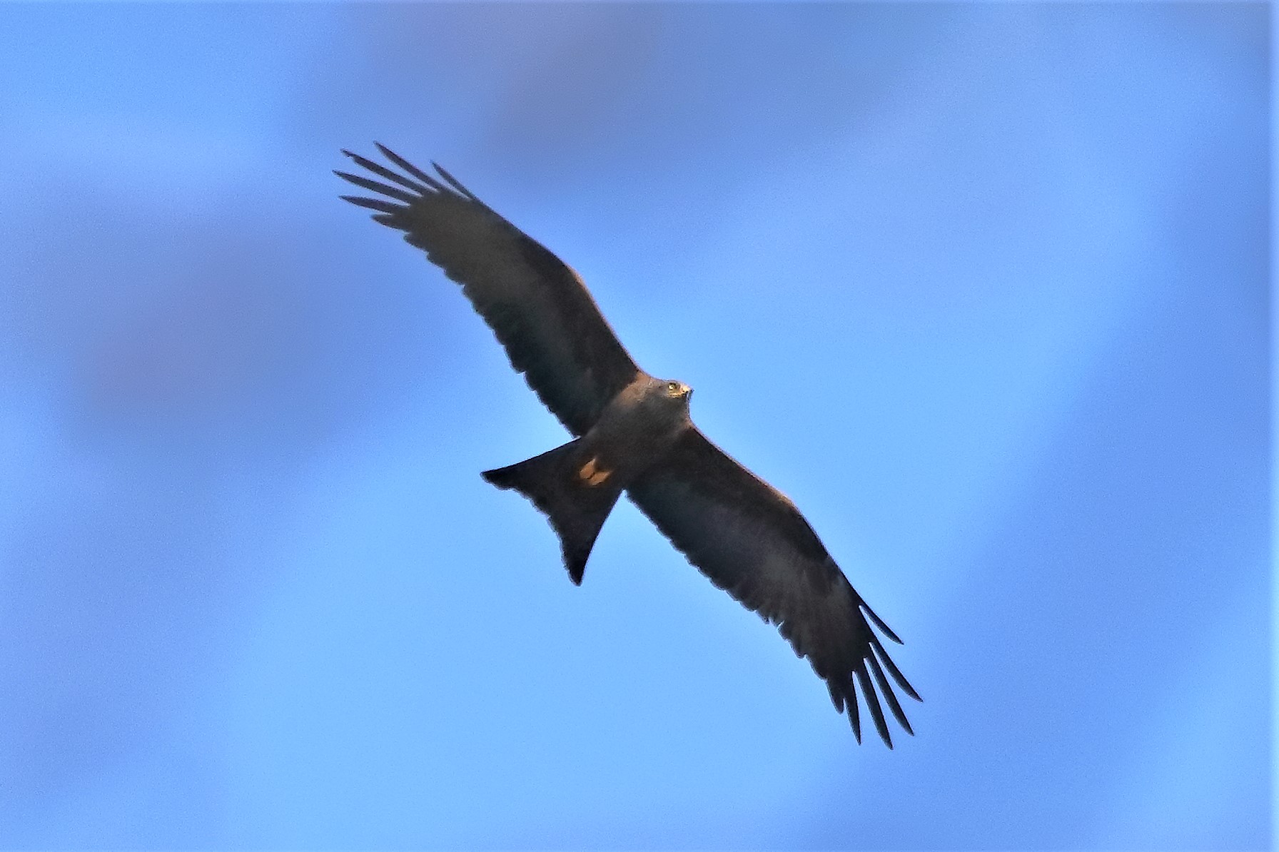 Nibbio bruno 29-03-2023