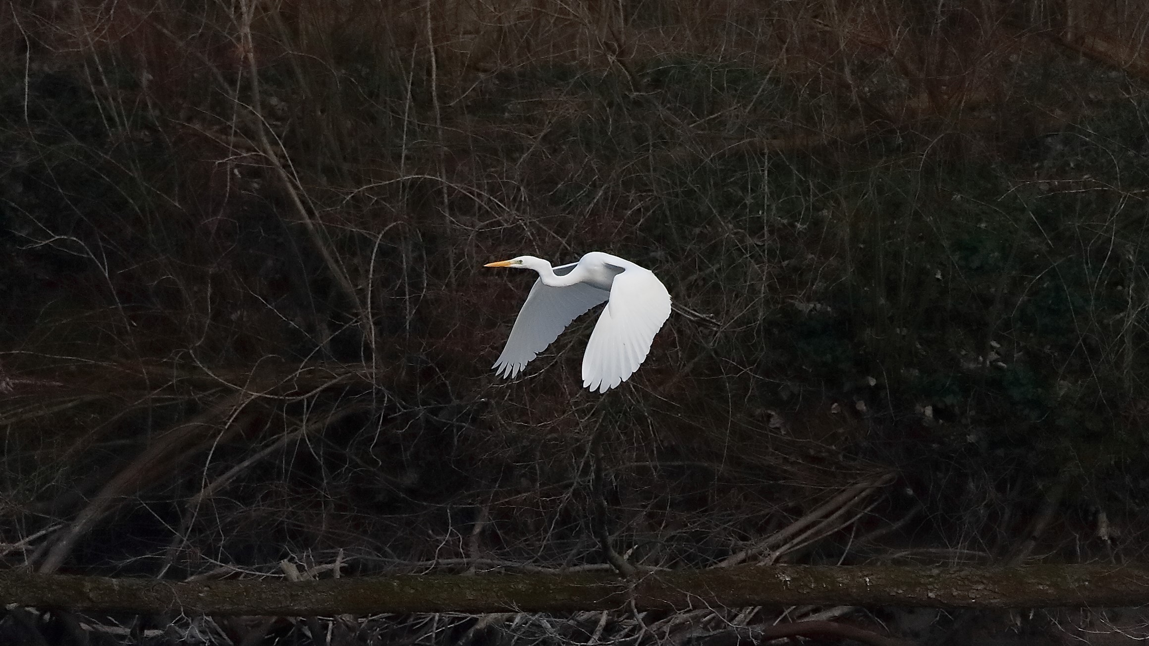 Airone BM 04 marzo 2023