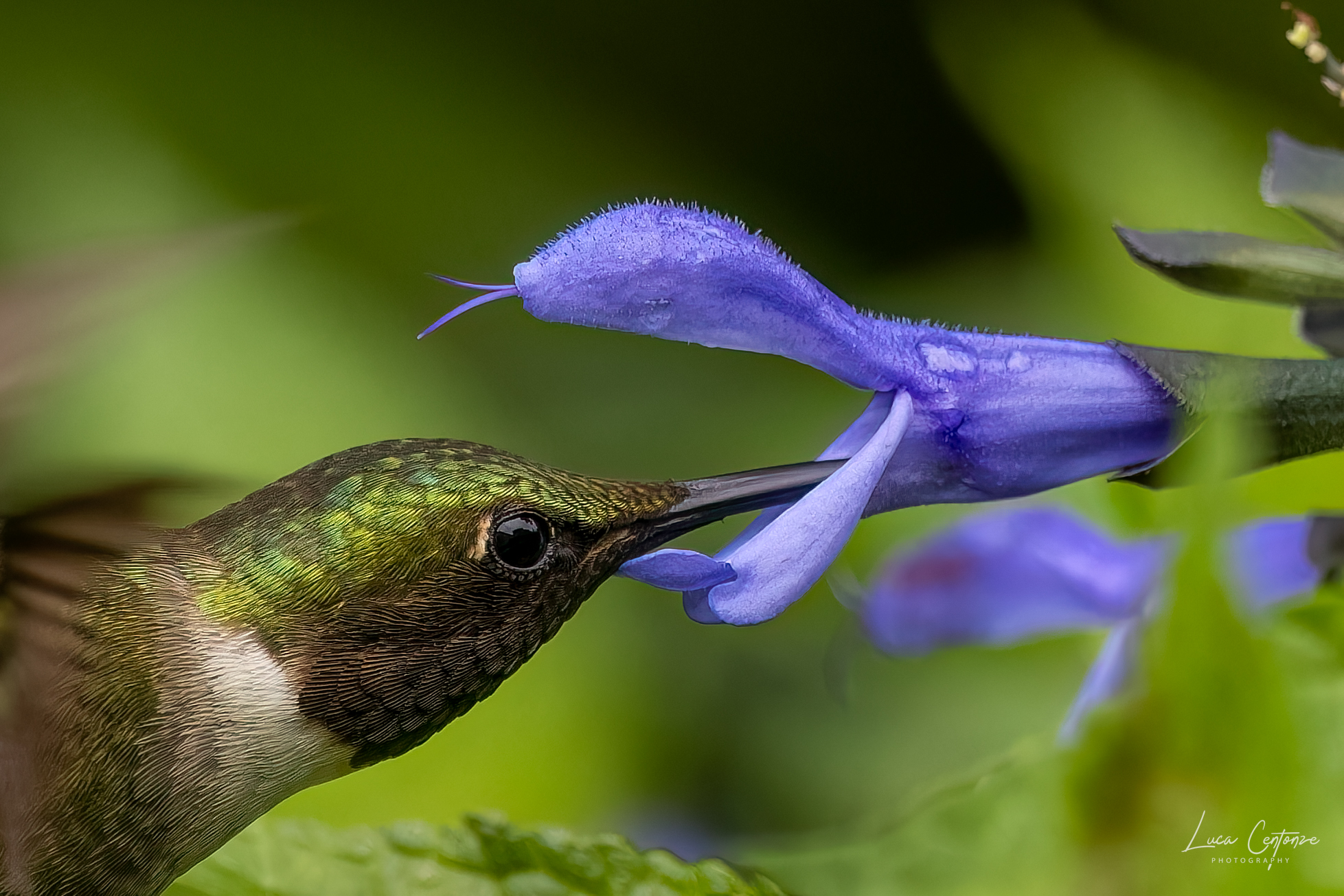 Archilochus colubris (Hummingbird throat) male