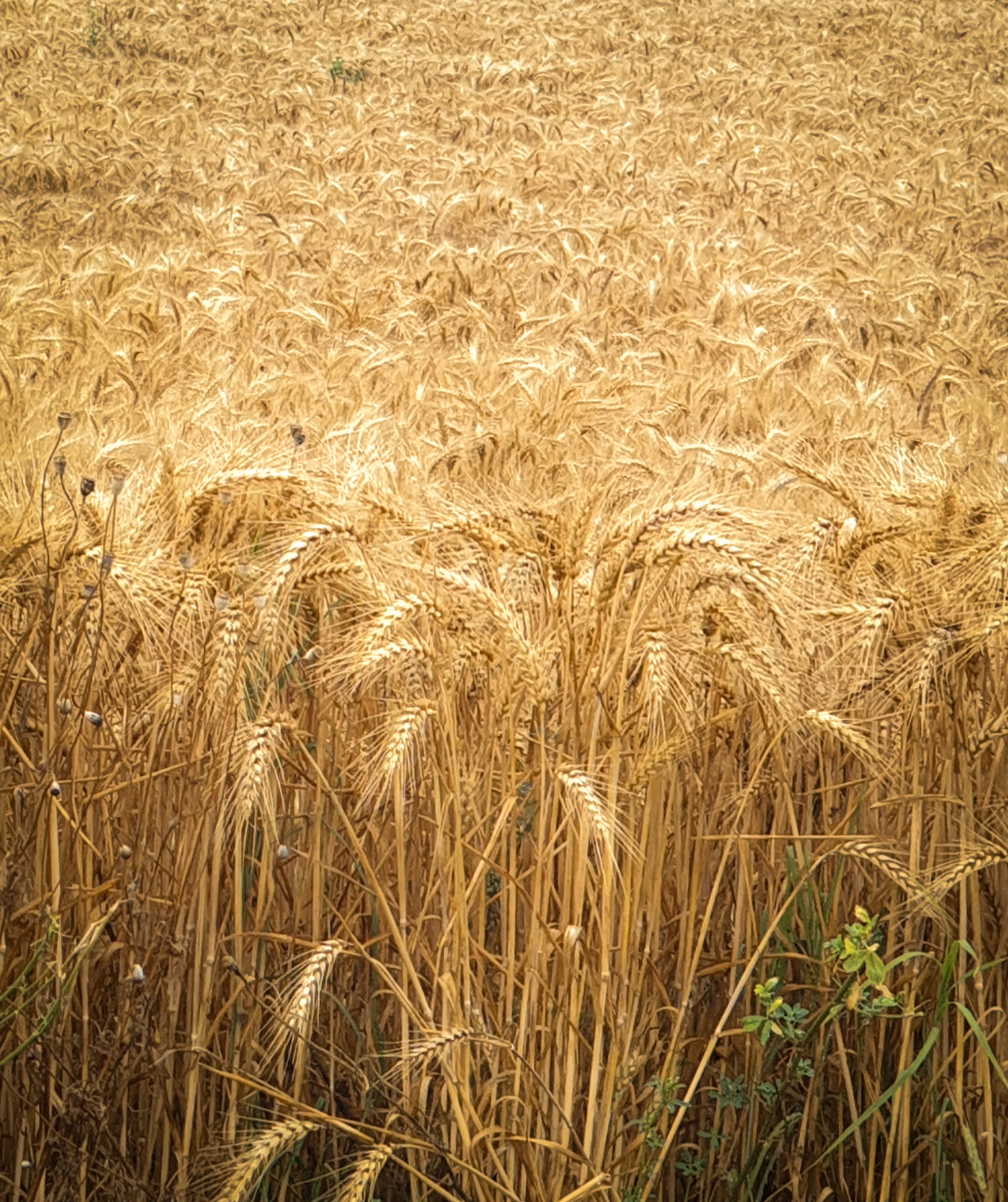 Grano 5