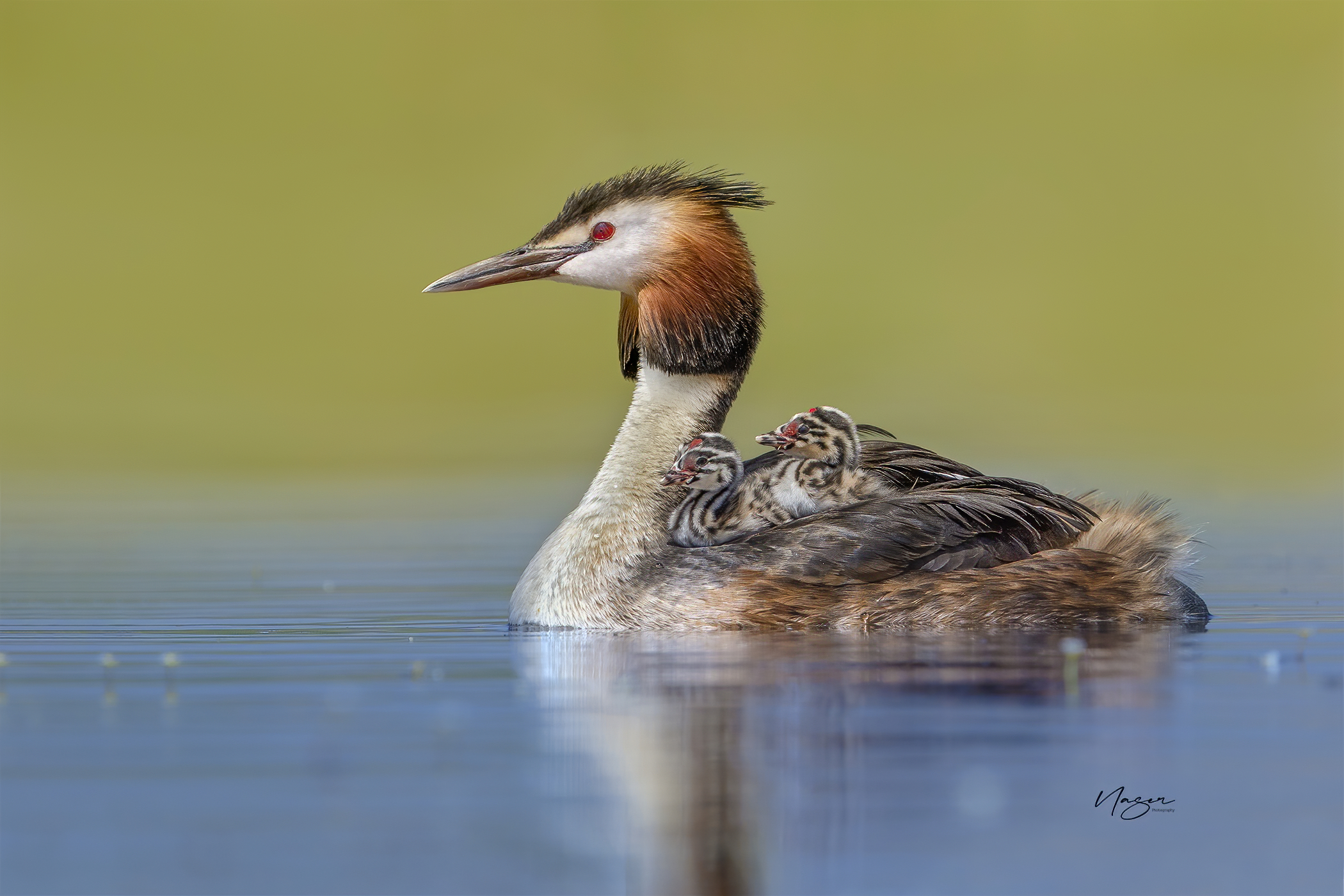 Great crested grebe
