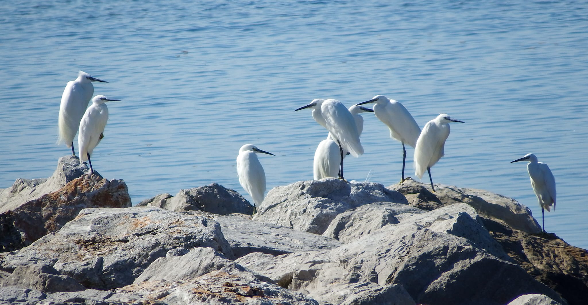 Garzette... in gamba