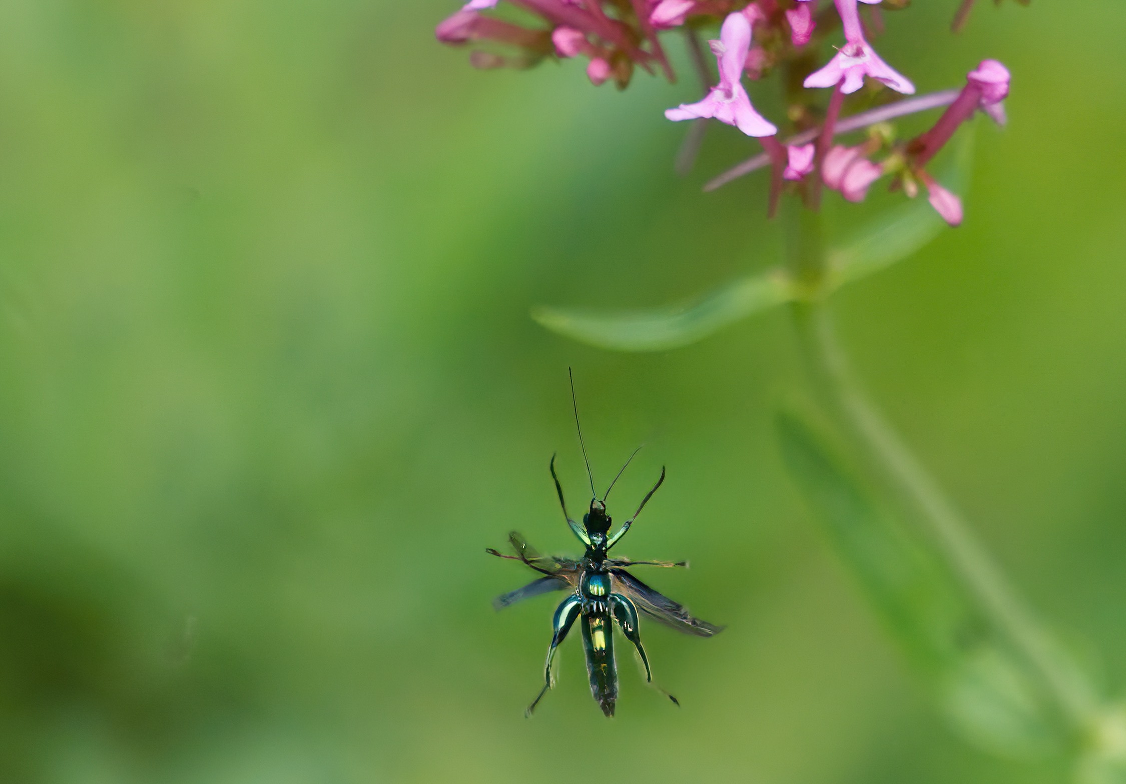 Oedemera nobilis