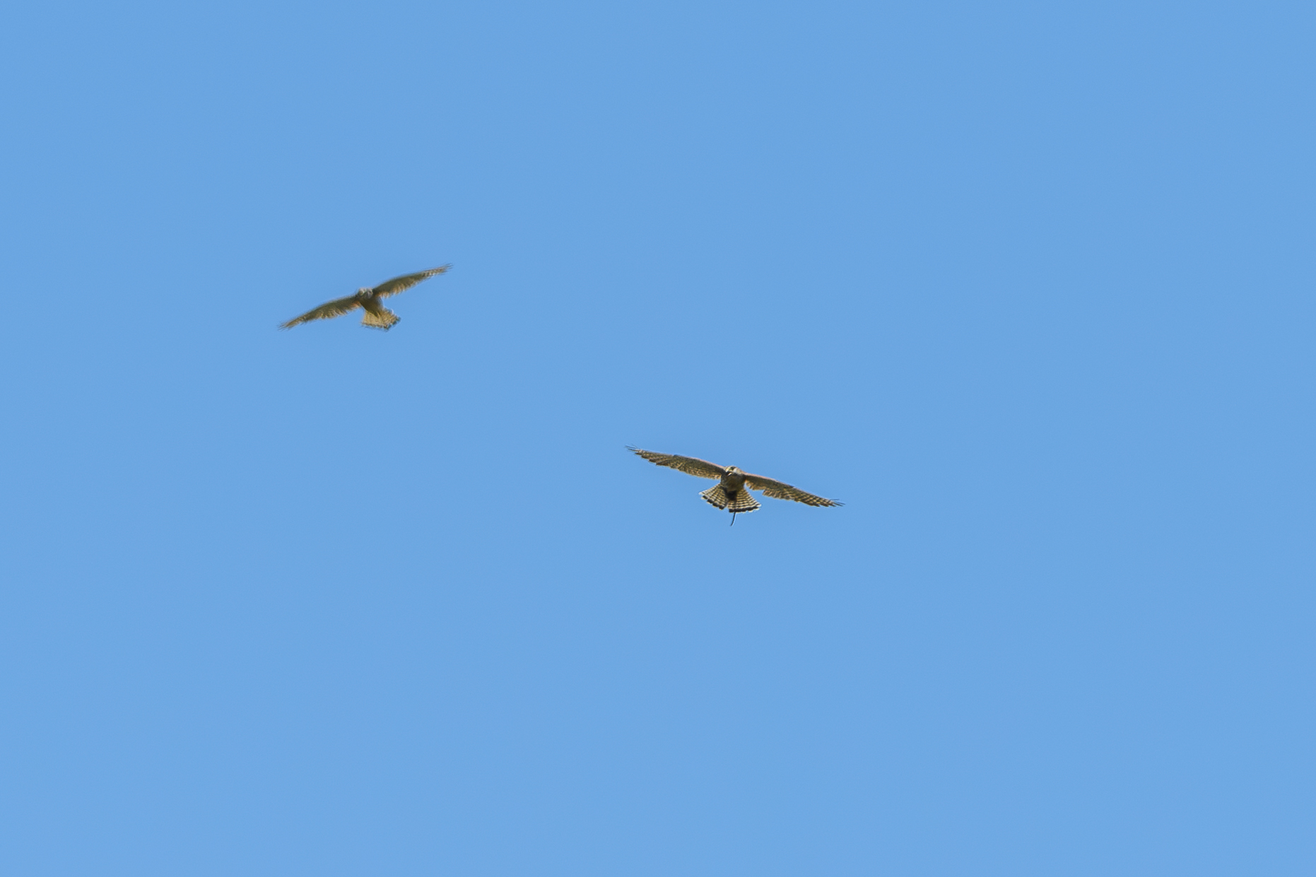 Kestrel