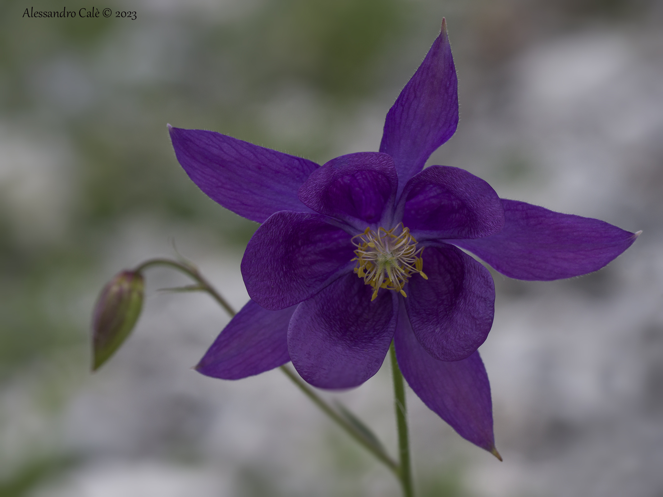 Aquilegia alpina 3327