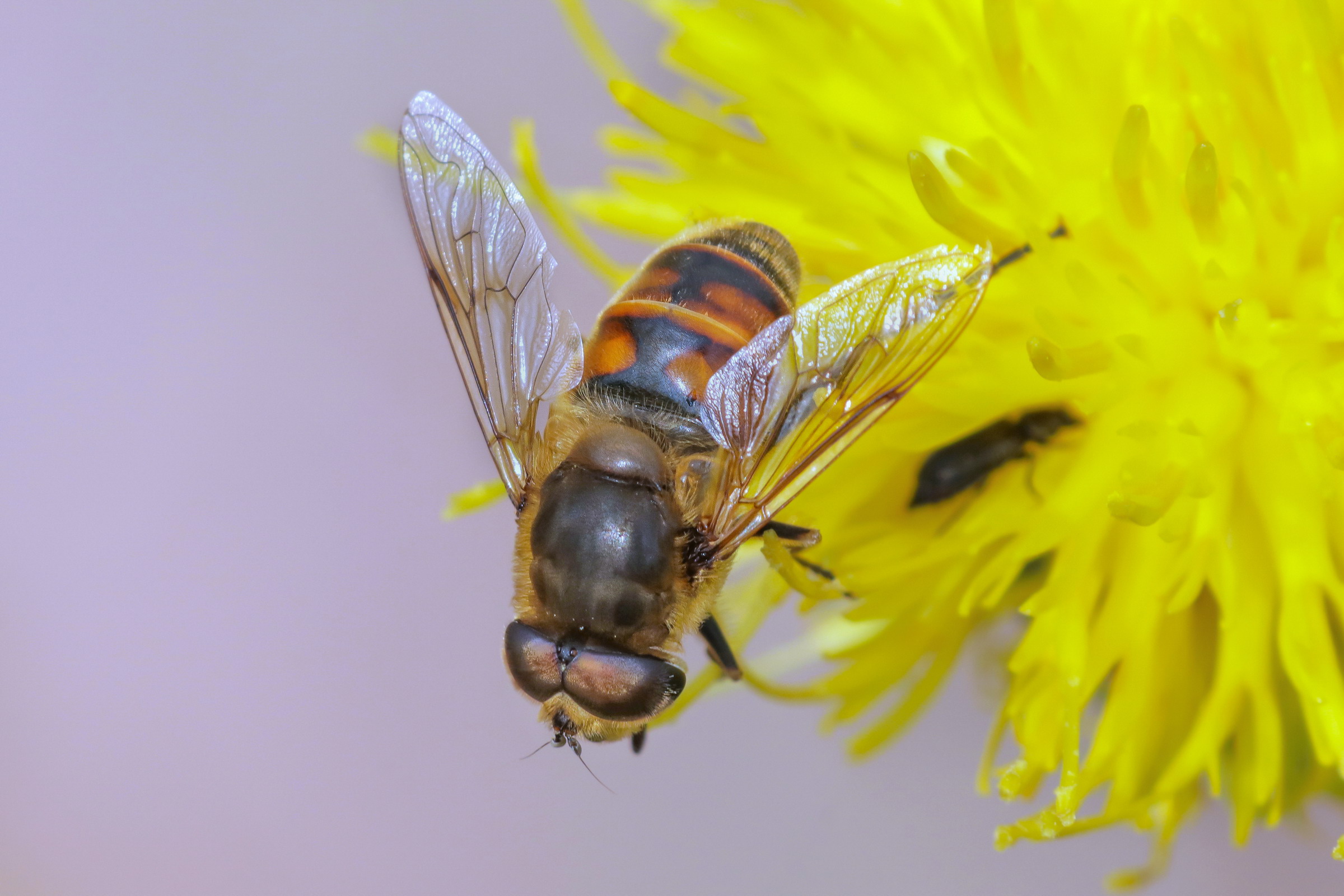 Eristalis tenax