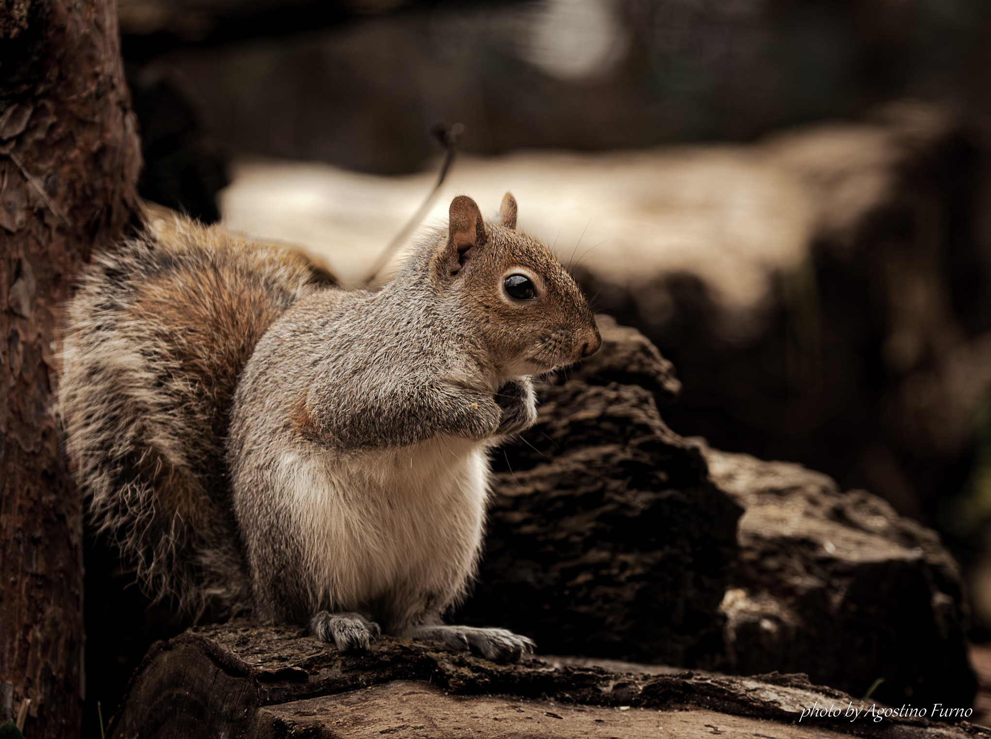 Grey squirrel