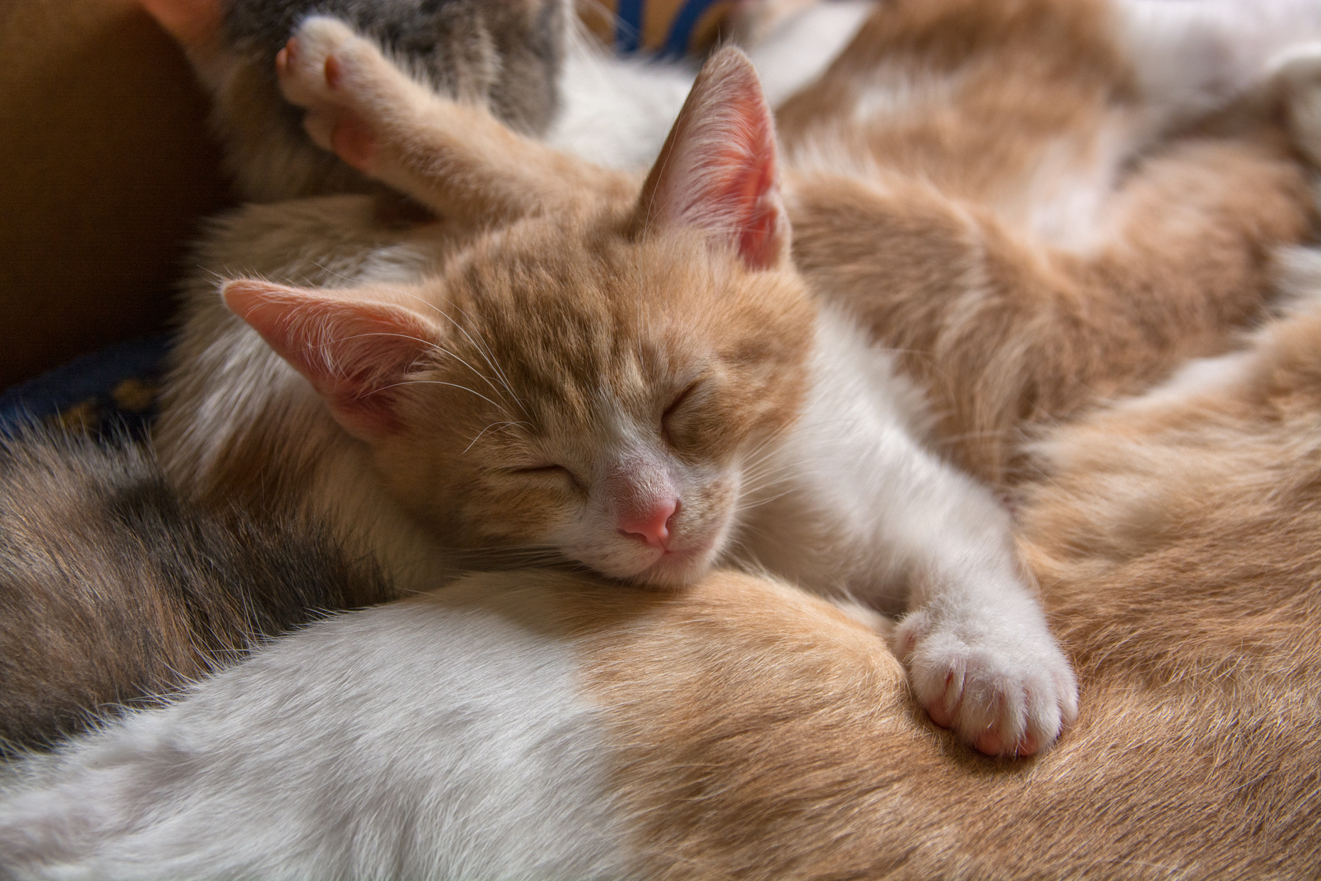 Dolce riposo