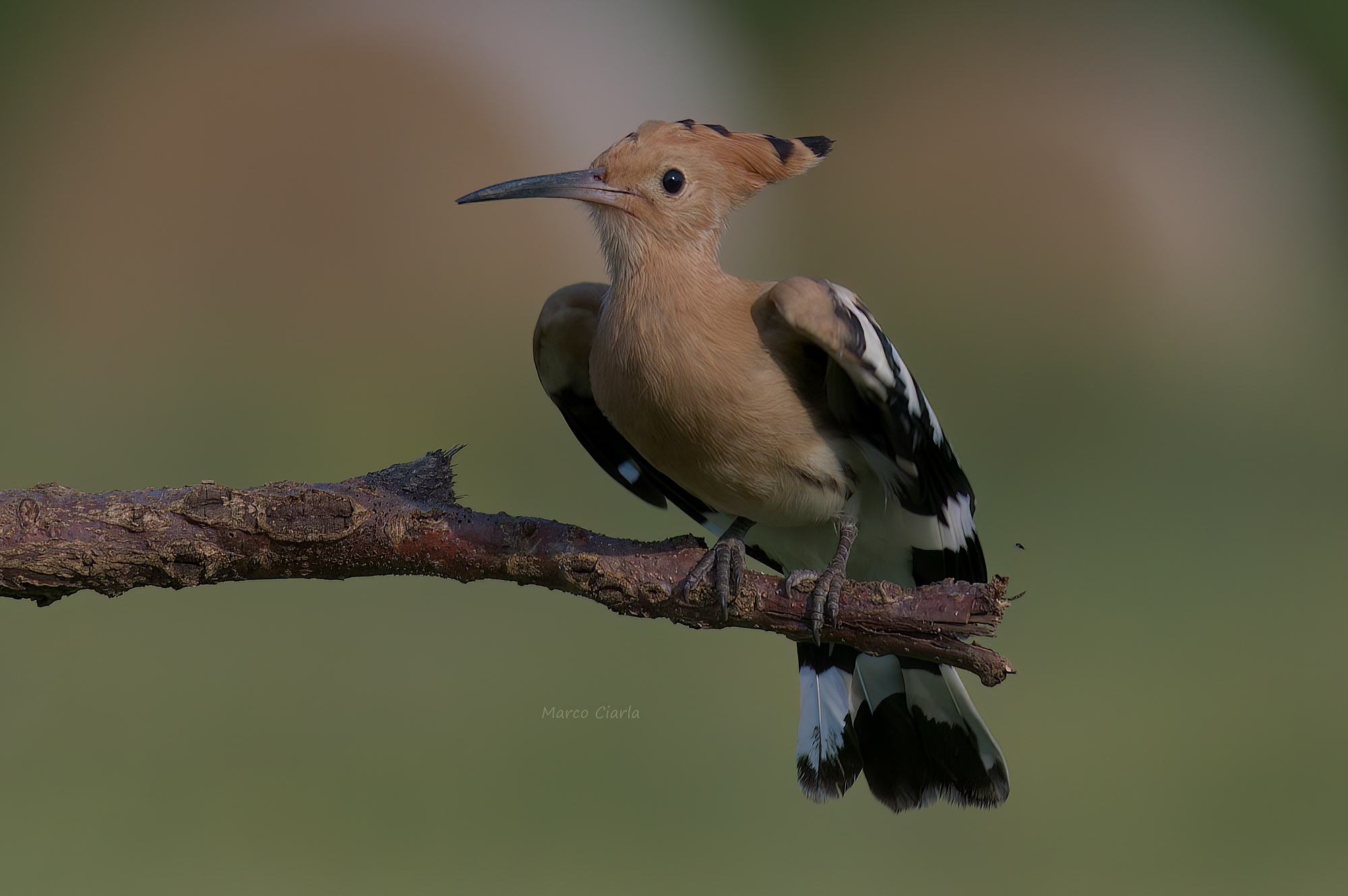 Hoopoe (Hoopoe epops)