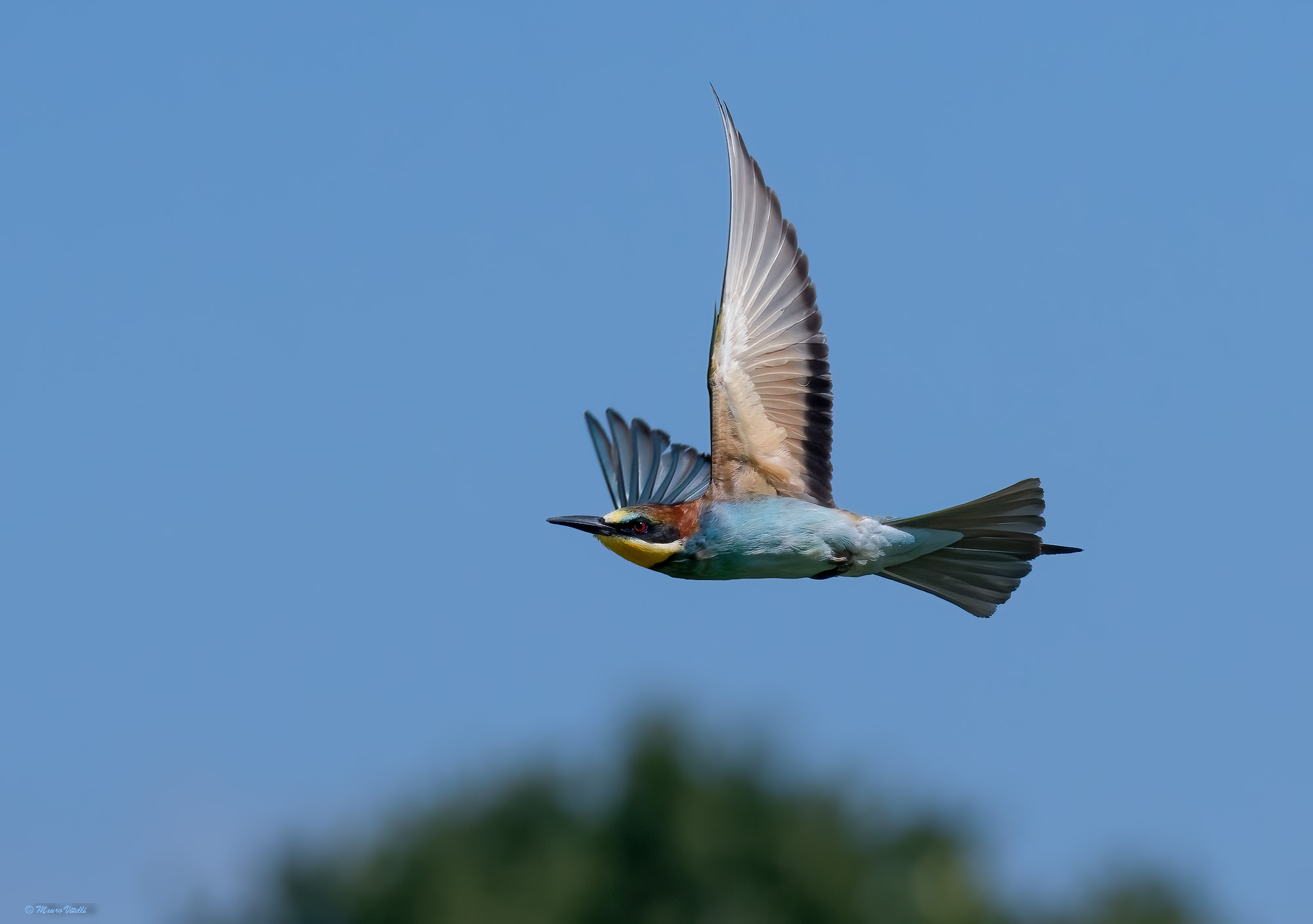 Bee-eater (Merops apiaster)