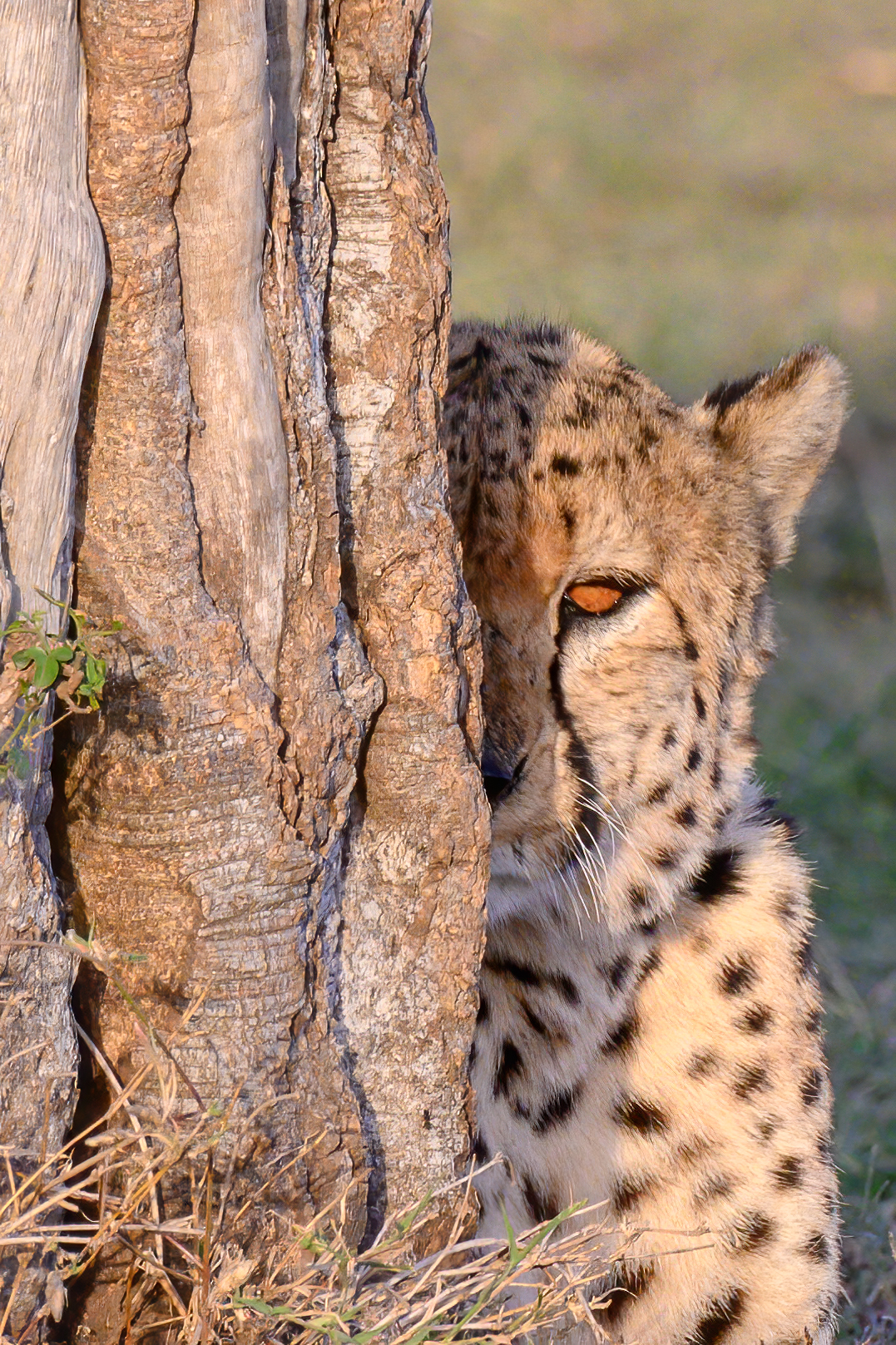 ...ti vedo comunque....