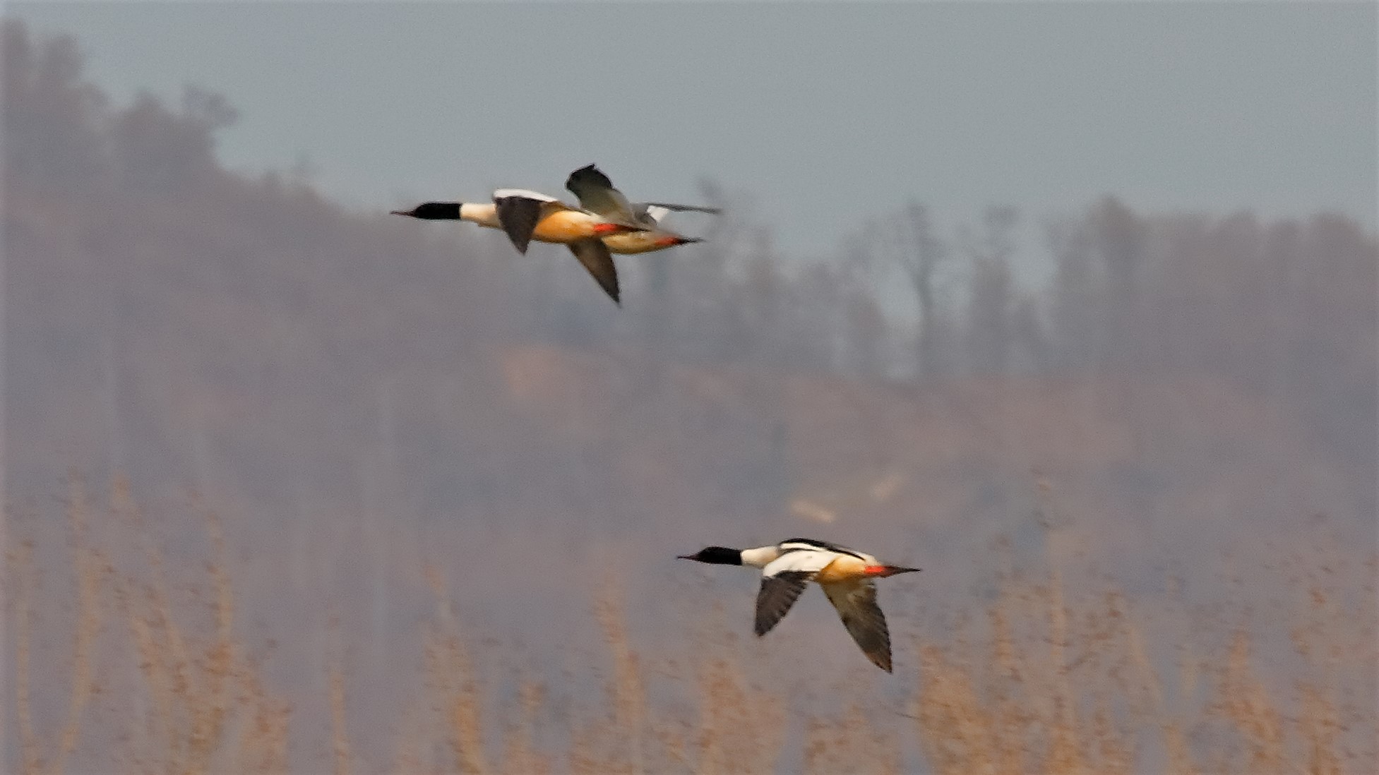 Smerghi 04 marzo 2023