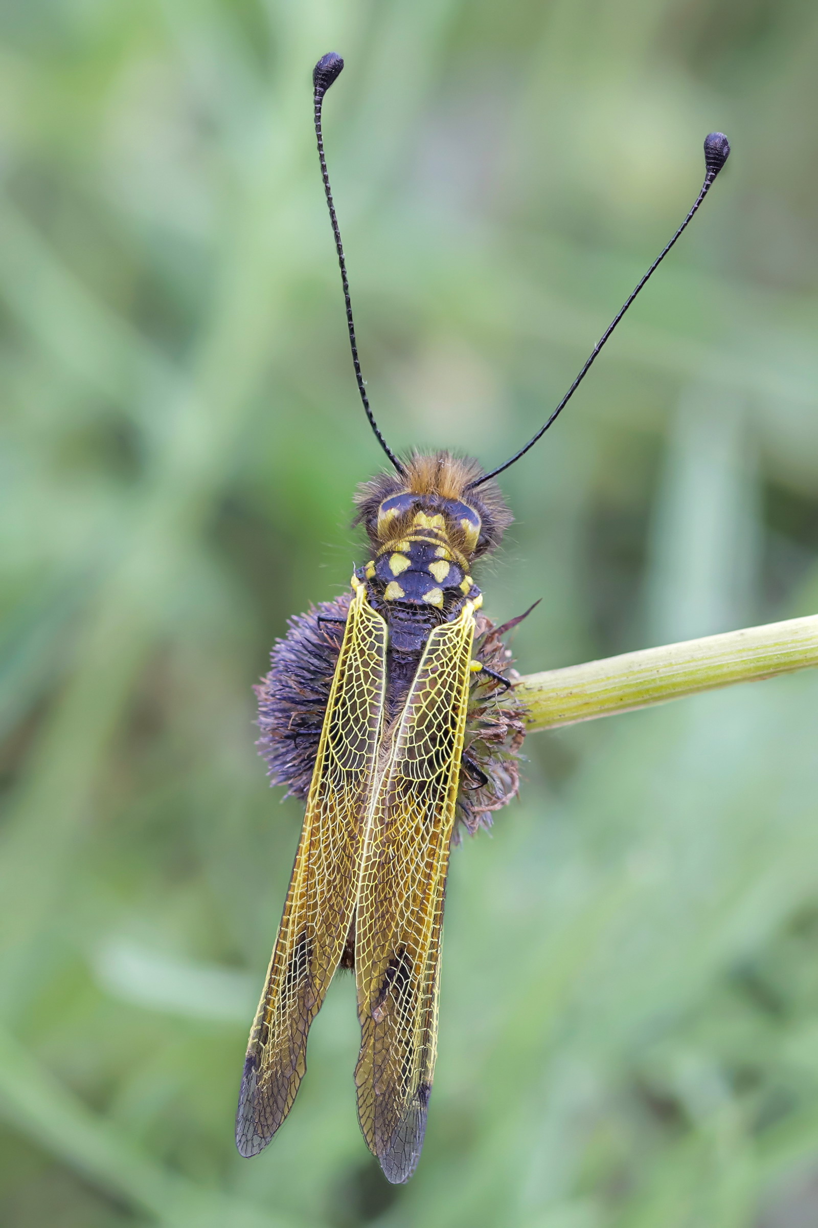 Libelloides longicornis