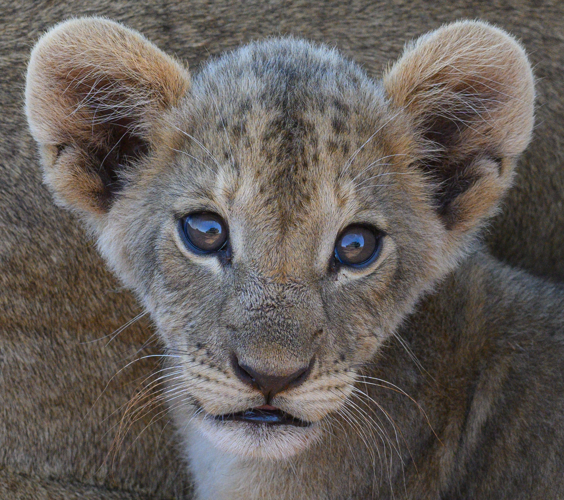 ...primi contatti umani...