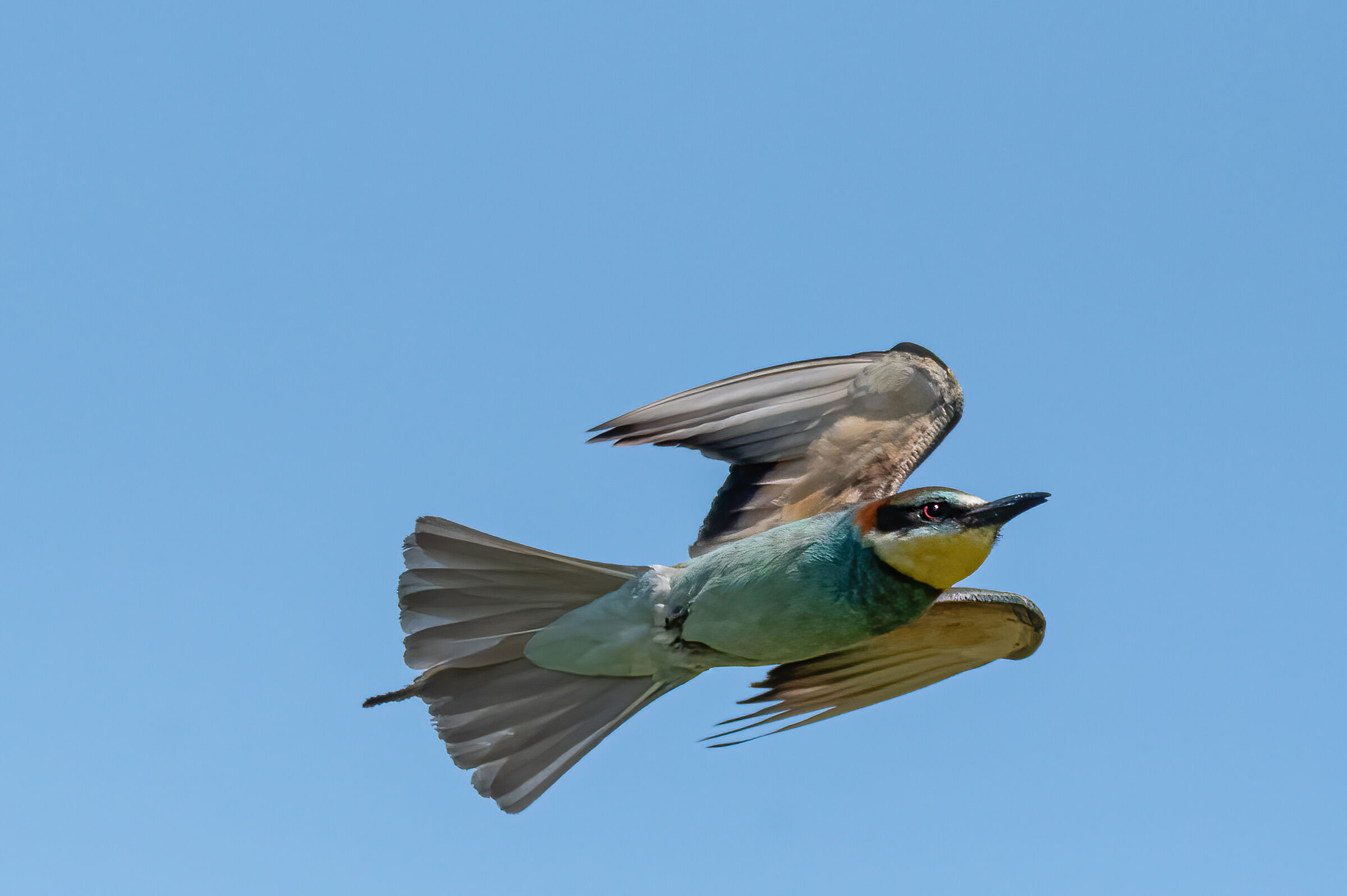 Gruccione(Merops apiaster)