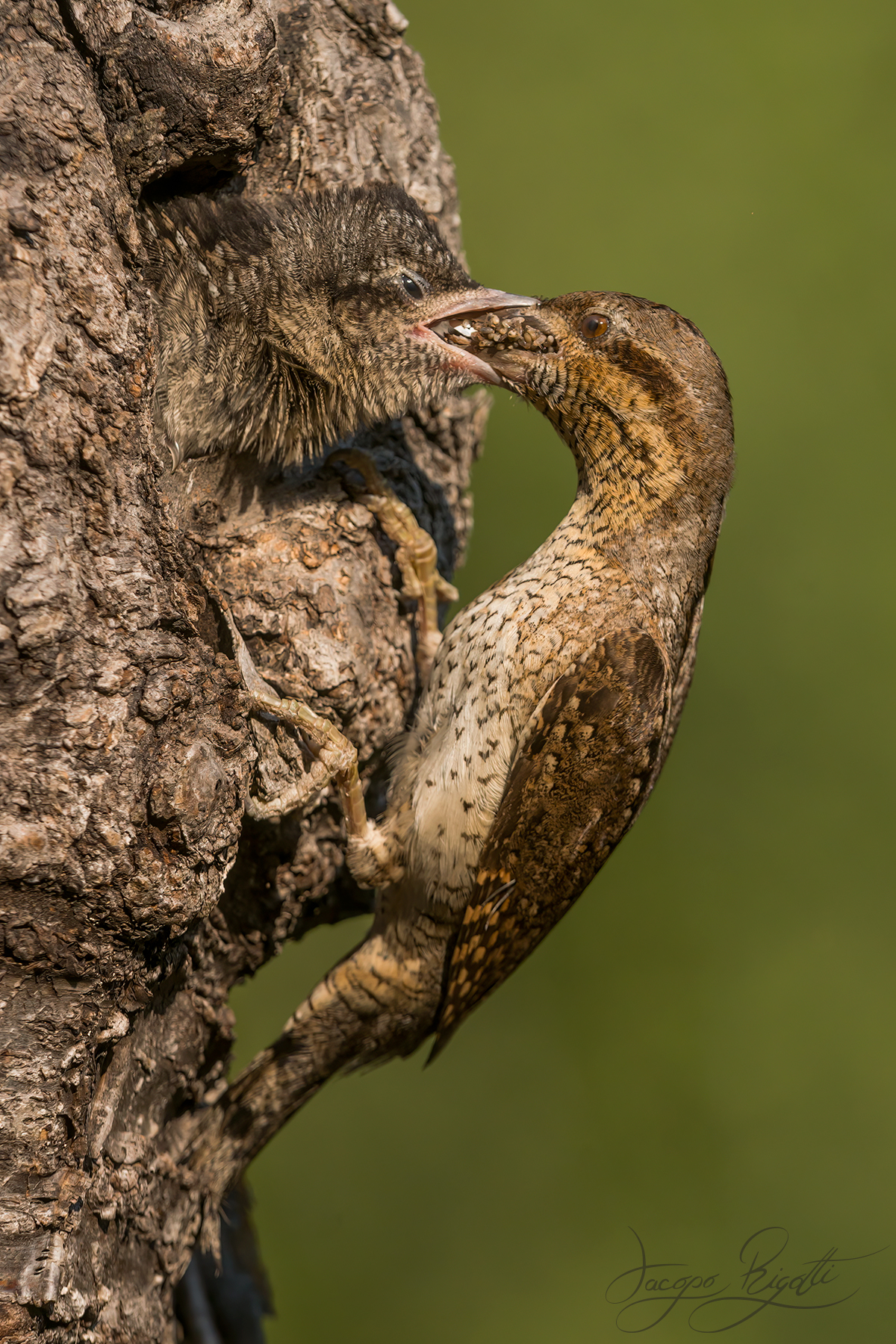 The stiff neck beaked