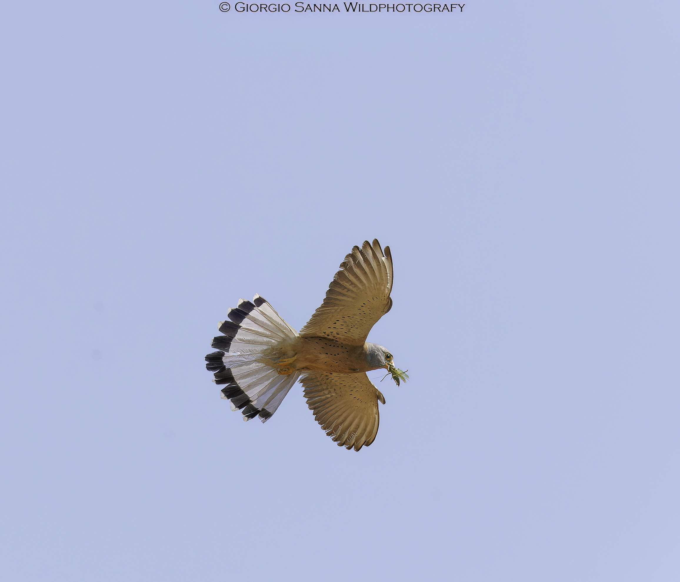Male lesser kestrel with cricket