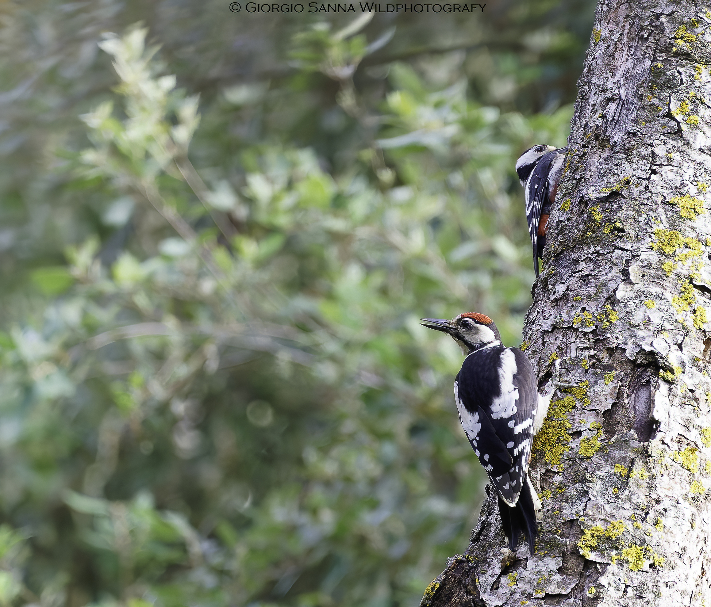 Greater spotted woodpecker