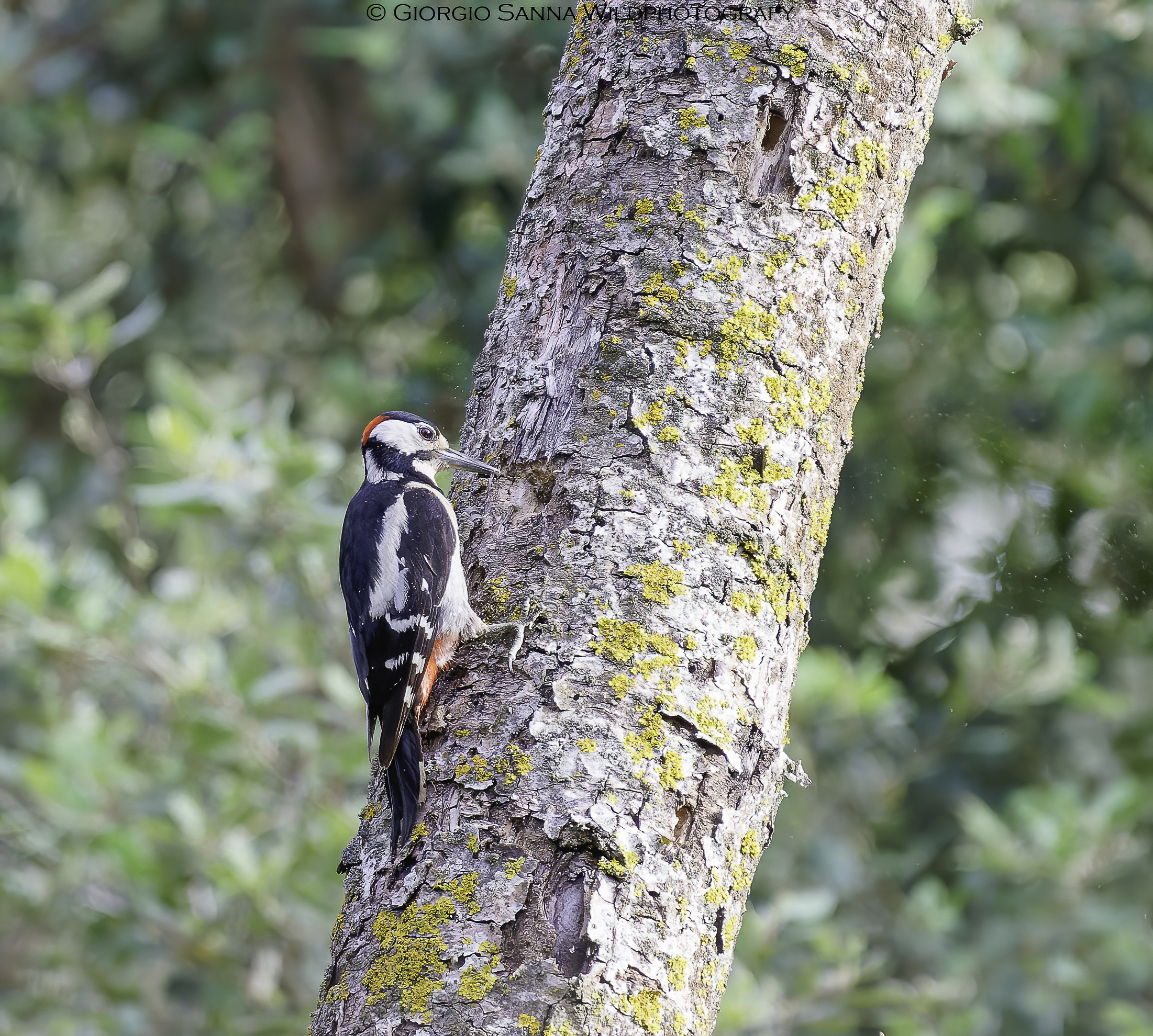 Greater spotted woodpecker
