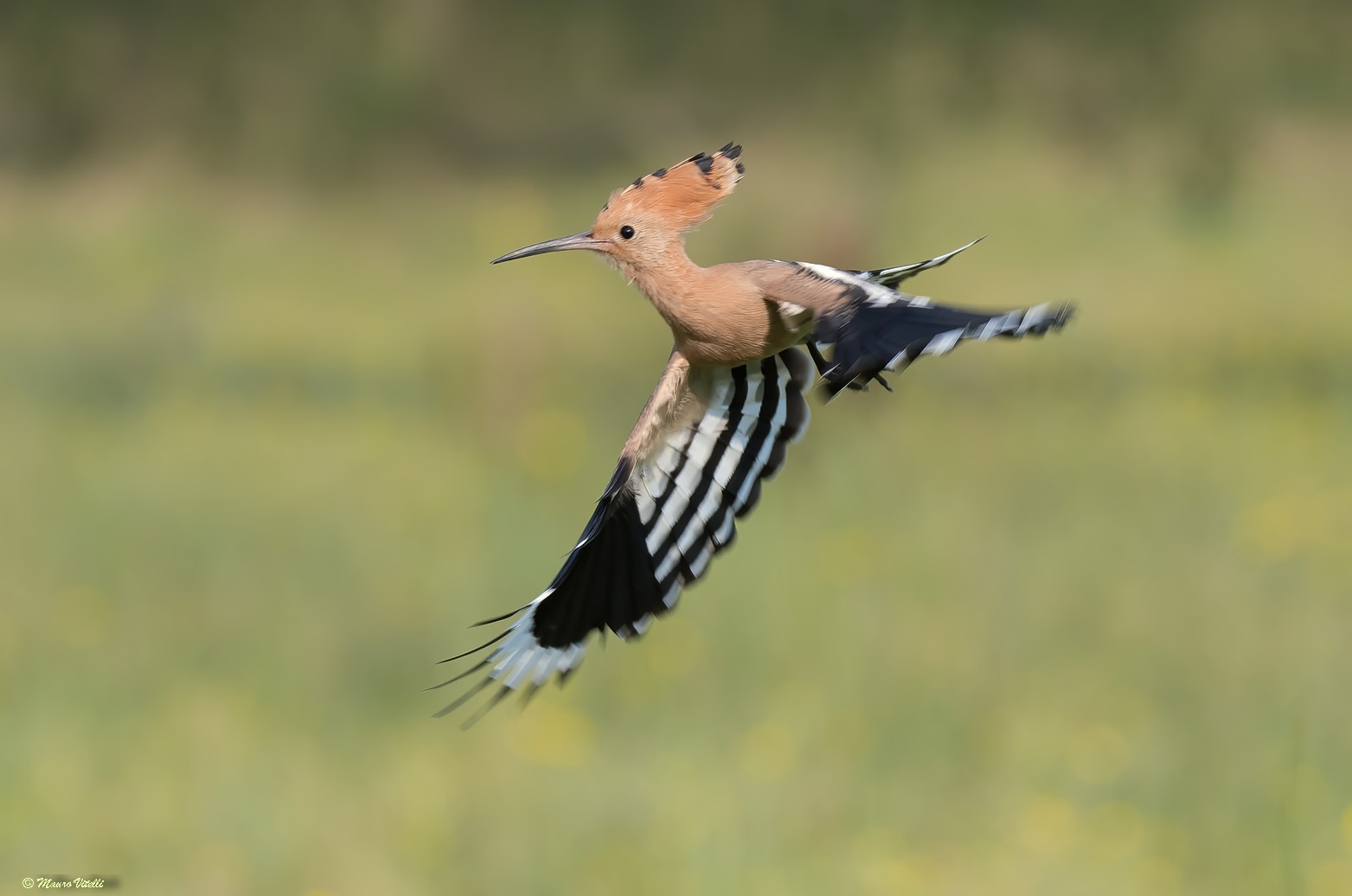 Hoopoe (Hoopoe epops)