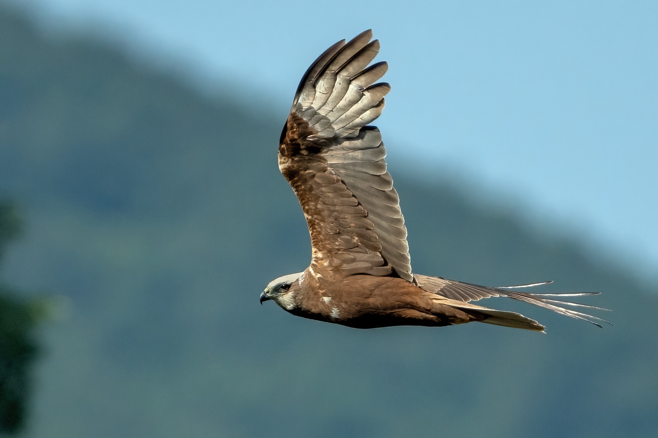 Marsh harrier (Circus aeruginosus)