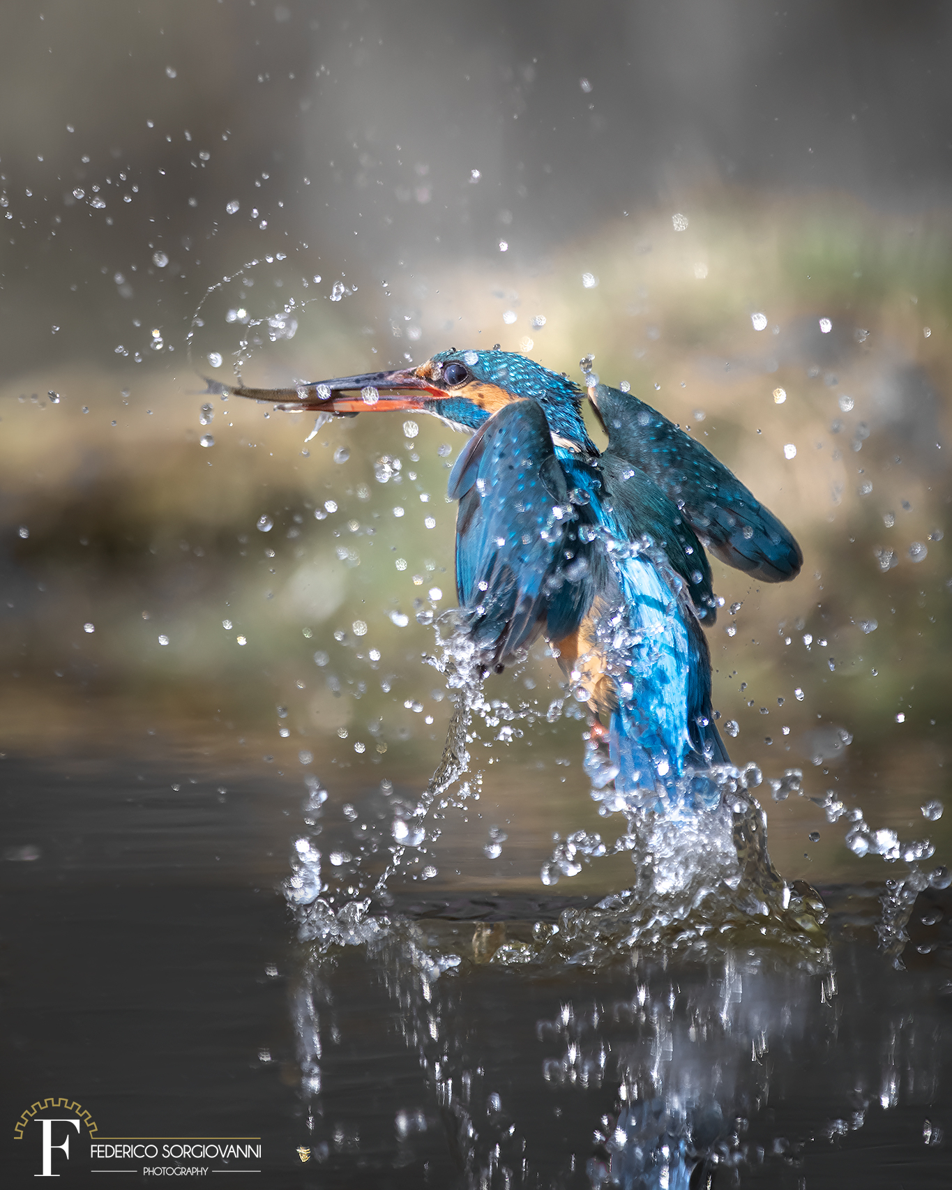 Kingfisher