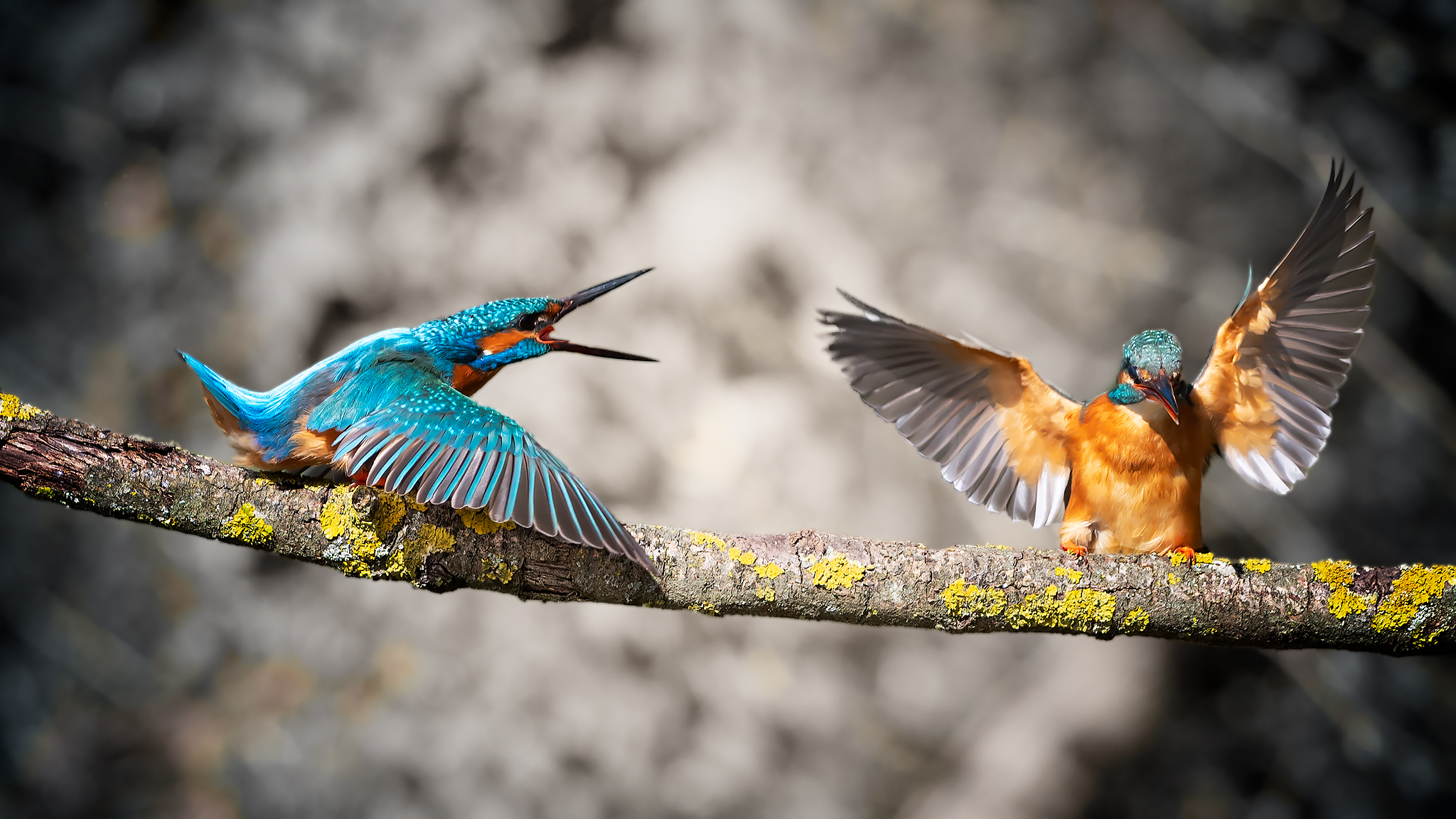 Kingfisher