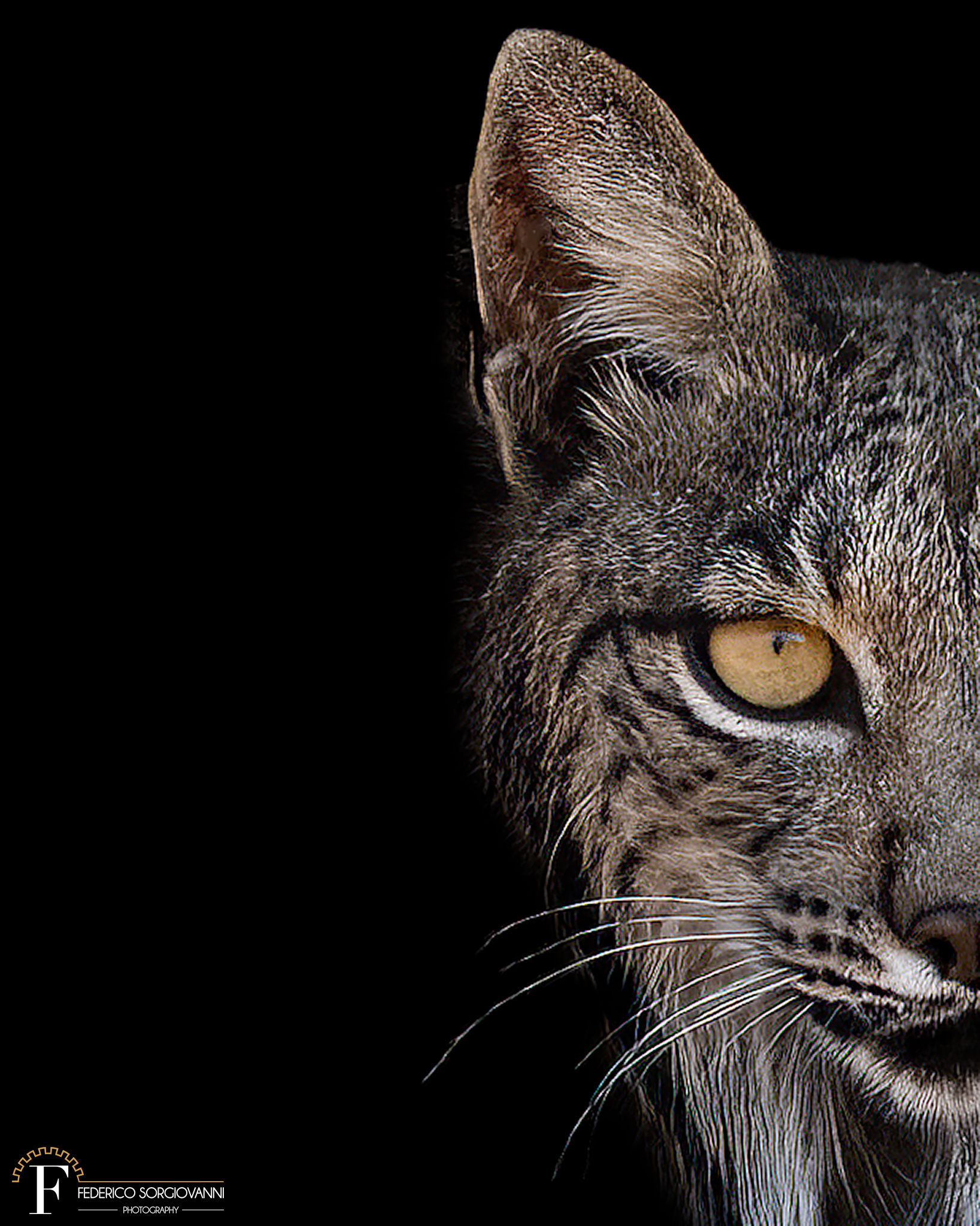 Lynx Pardinus