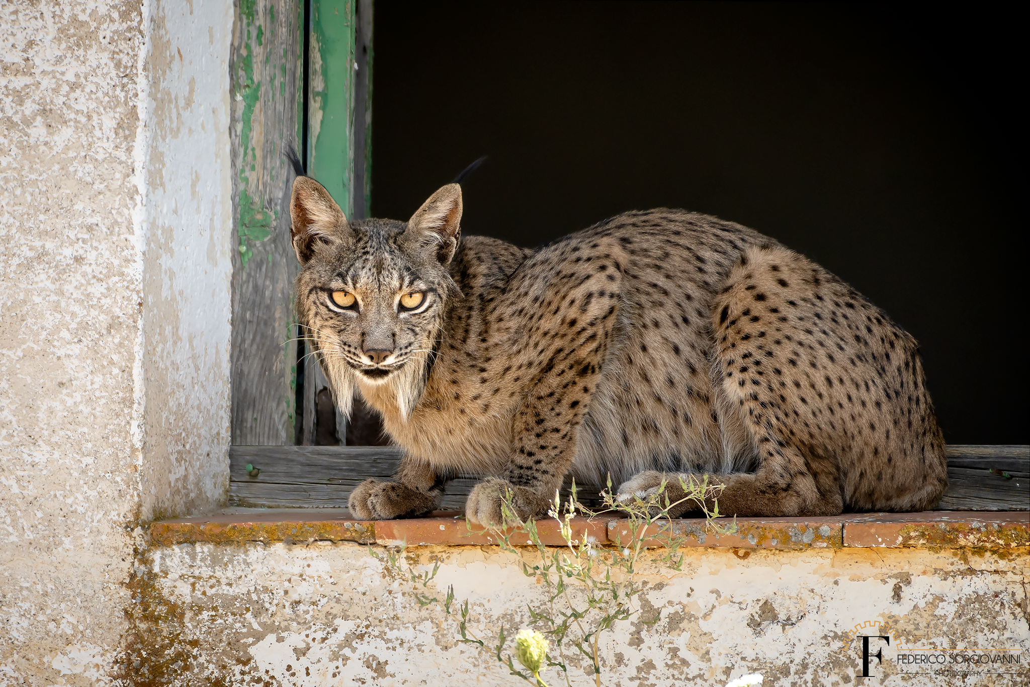 Lynx Pardinus