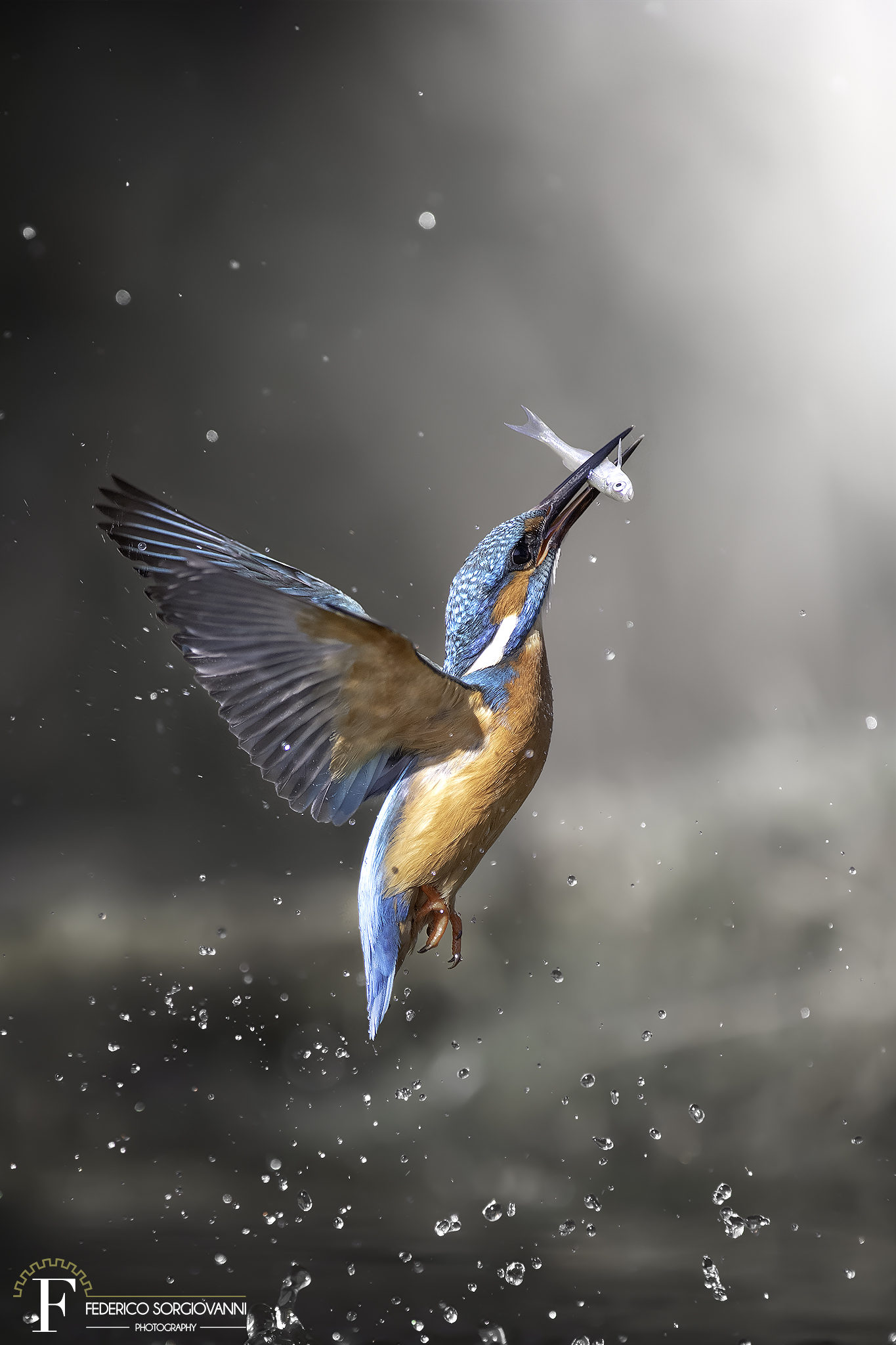 Kingfisher - Alcedo atthis