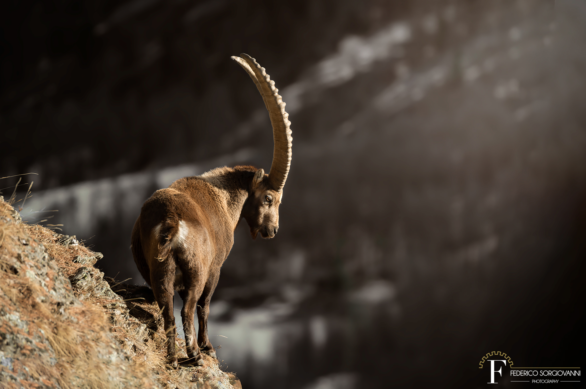 Ibex - Goat ibex