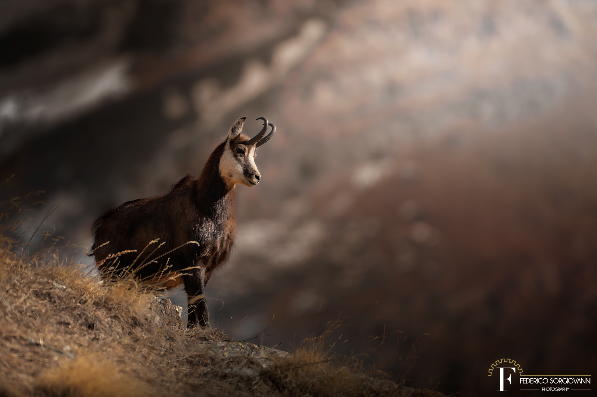 Chamois - Rupicapra rupicapra
