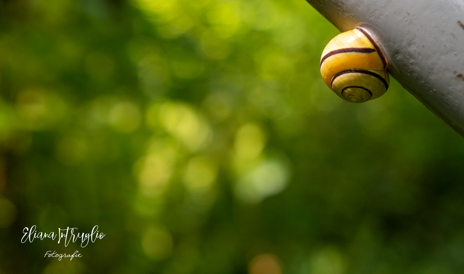 The colors of the forest