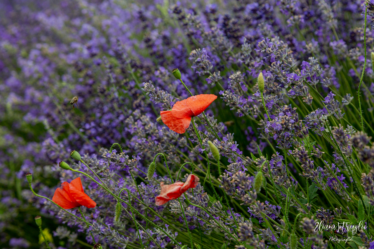 From flower to flower