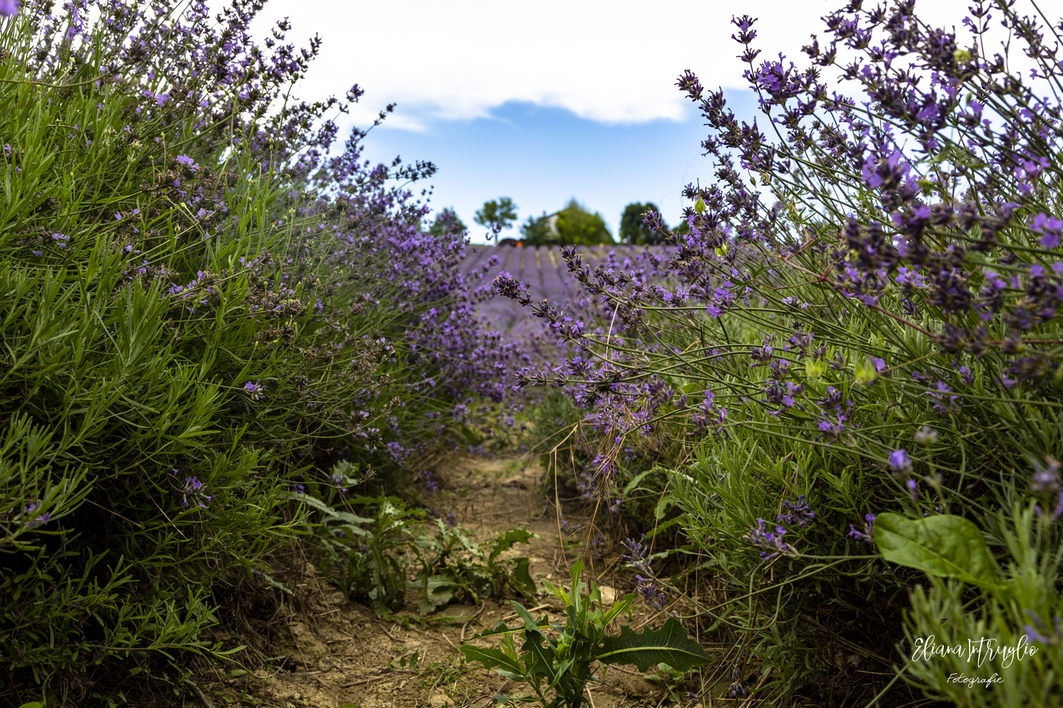 Among the rows of lavender