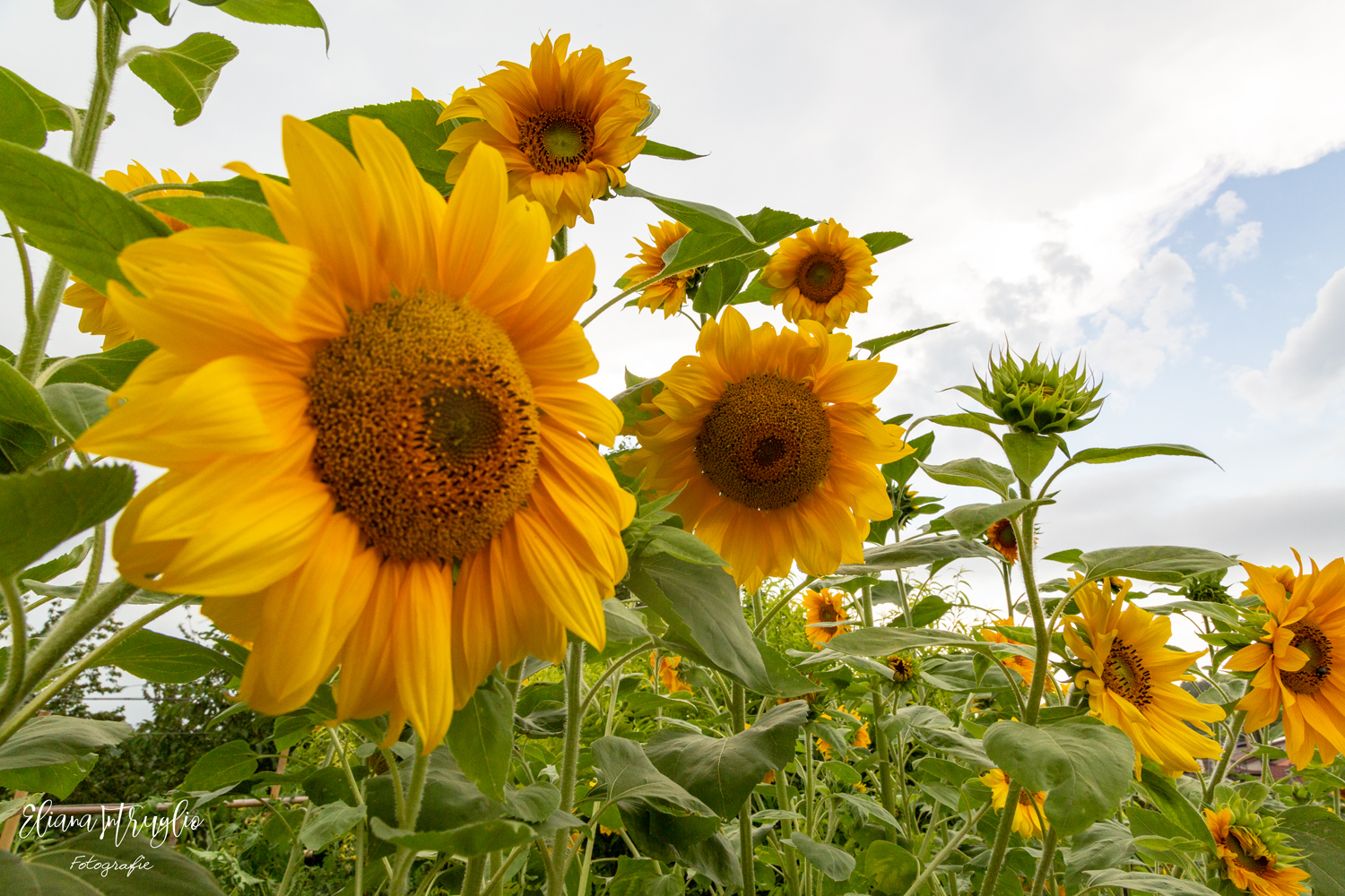 Sunflowers... Cloudy!