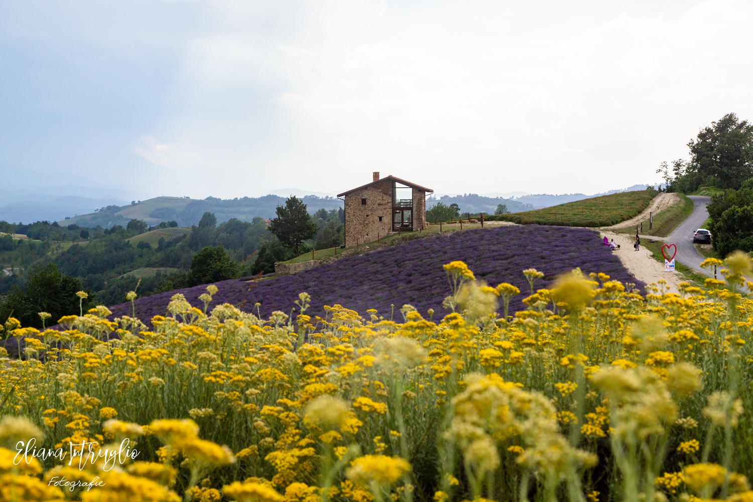 Helichrysum, lavender and bucolic landscape